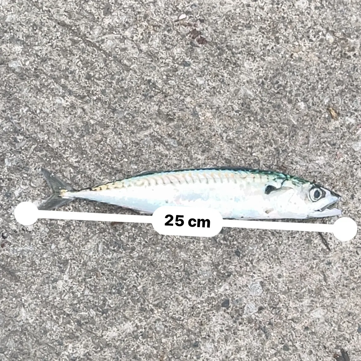 Atlantic mackerel caught on Fishbrain