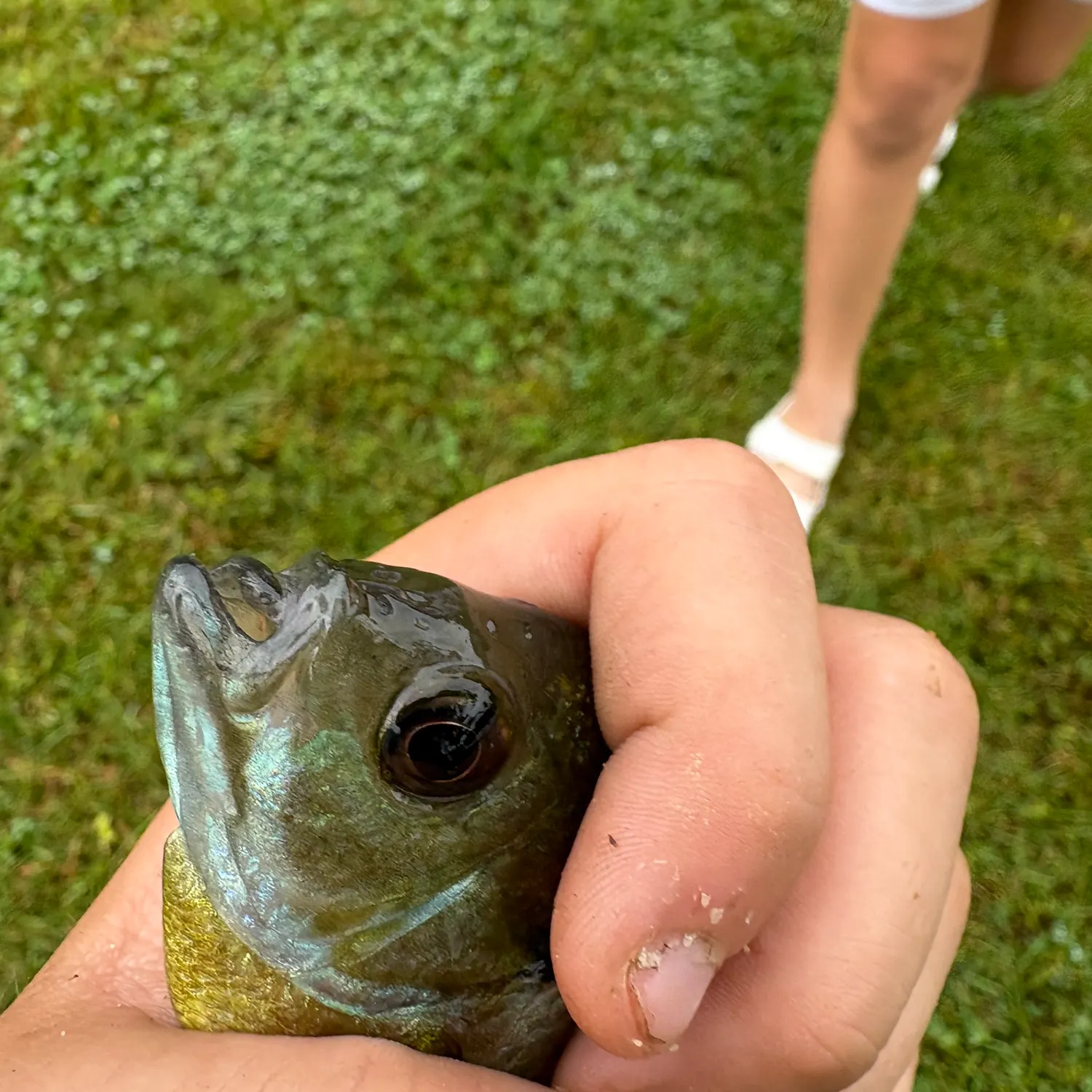 Bluegill caught on Fishbrain