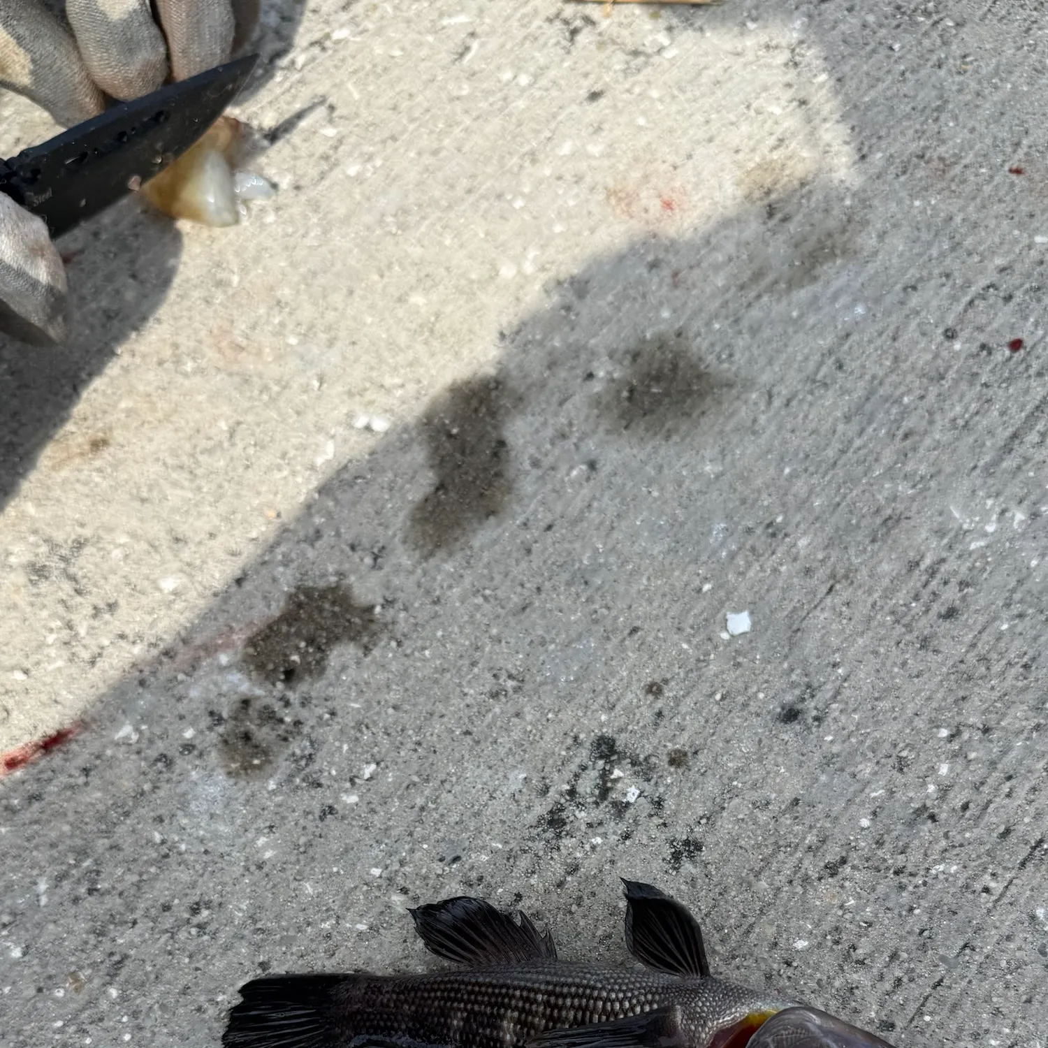 Black sea bass caught on Fishbrain