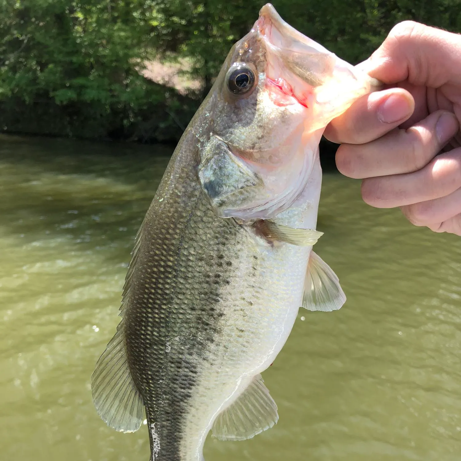 angler catch
