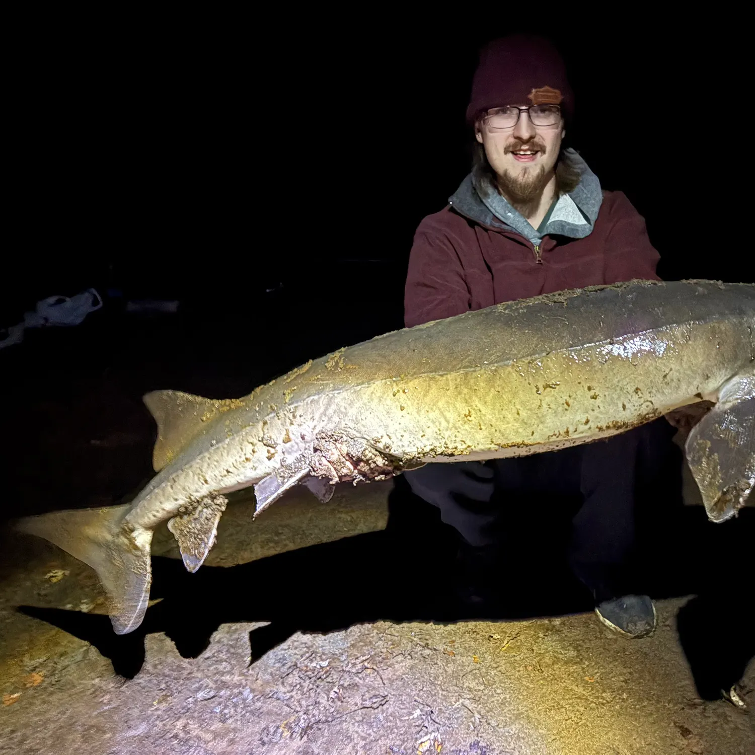 Lake sturgeon caught on Fishbrain