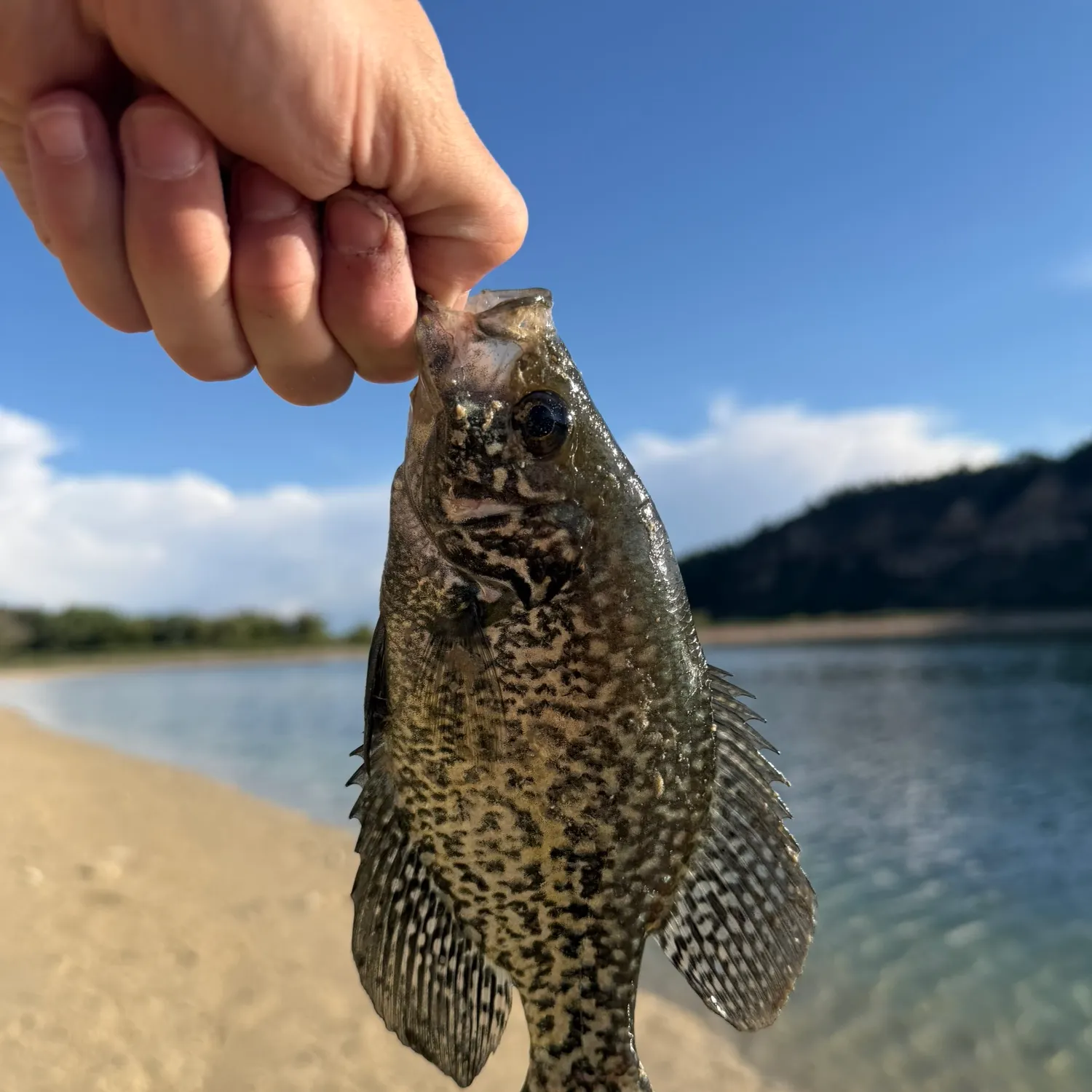 Black crappie caught on Fishbrain