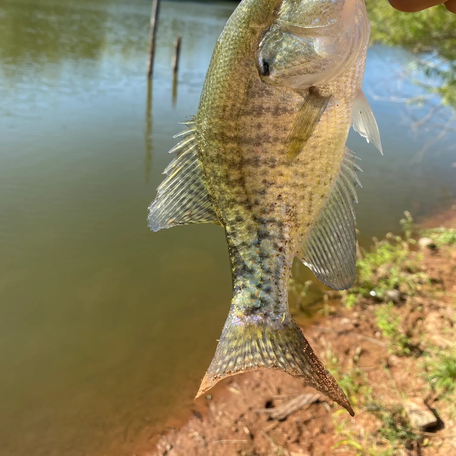 White crappie caught on Fishbrain