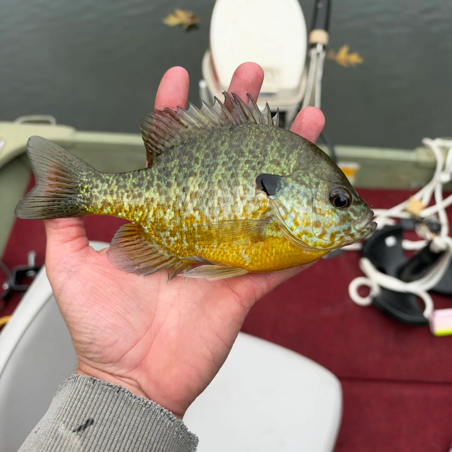 Bluegill caught on Fishbrain