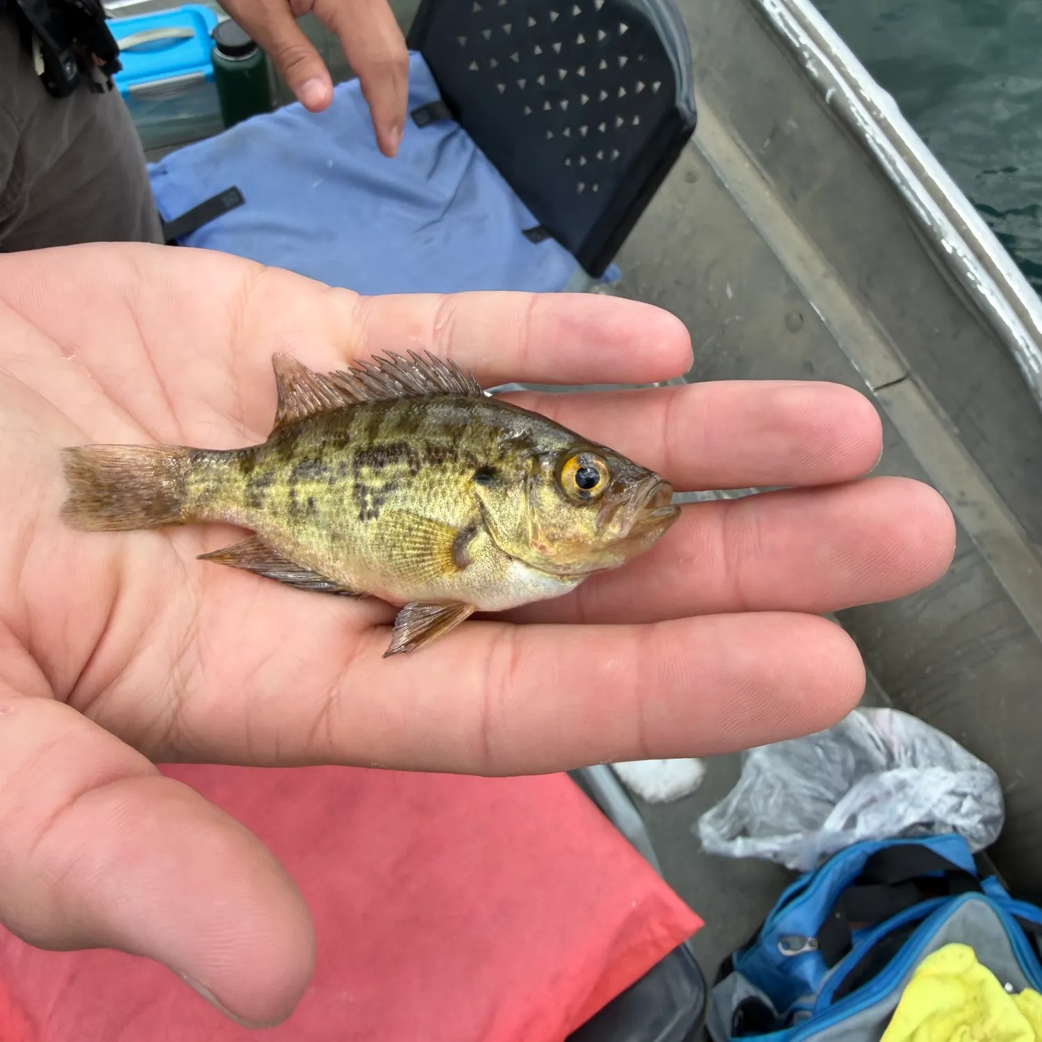 The most recent Sacramento perch catches on Fishbrain