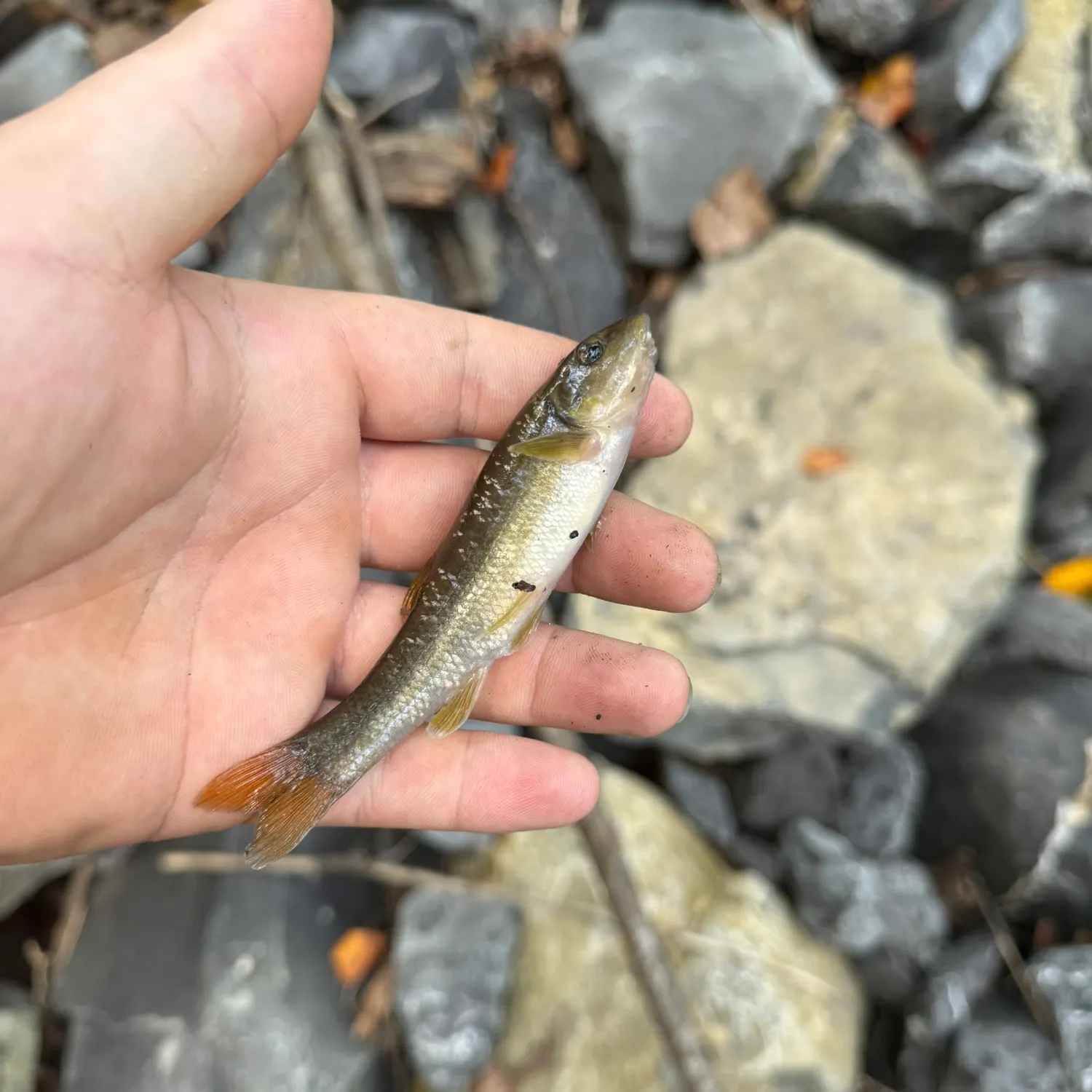 Creek chub caught on Fishbrain