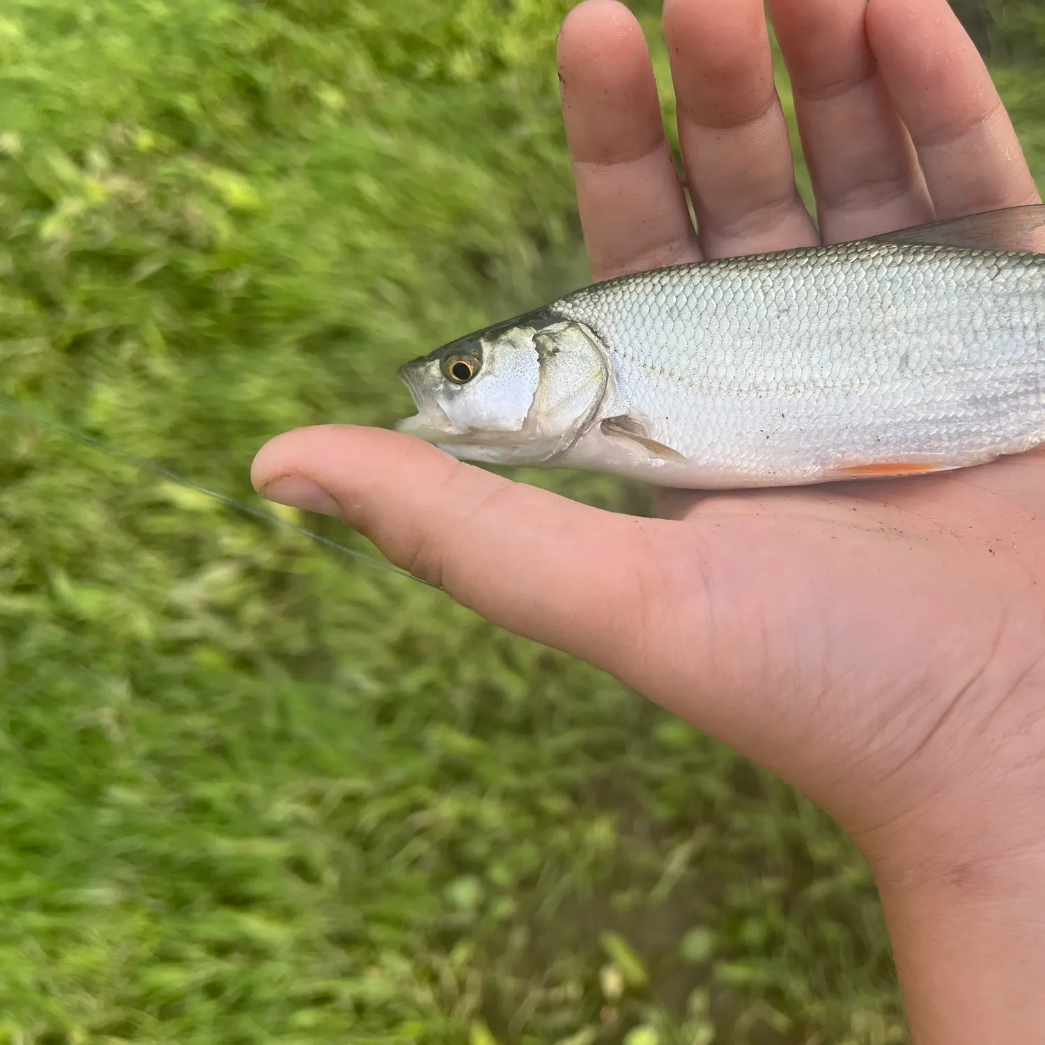 Ide caught on Fishbrain