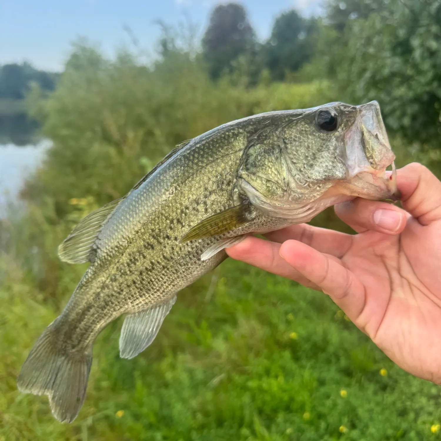 Largemouth bass caught on Fishbrain