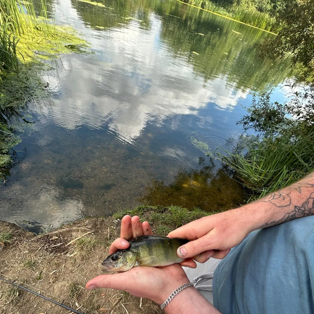 European perch caught on Fishbrain