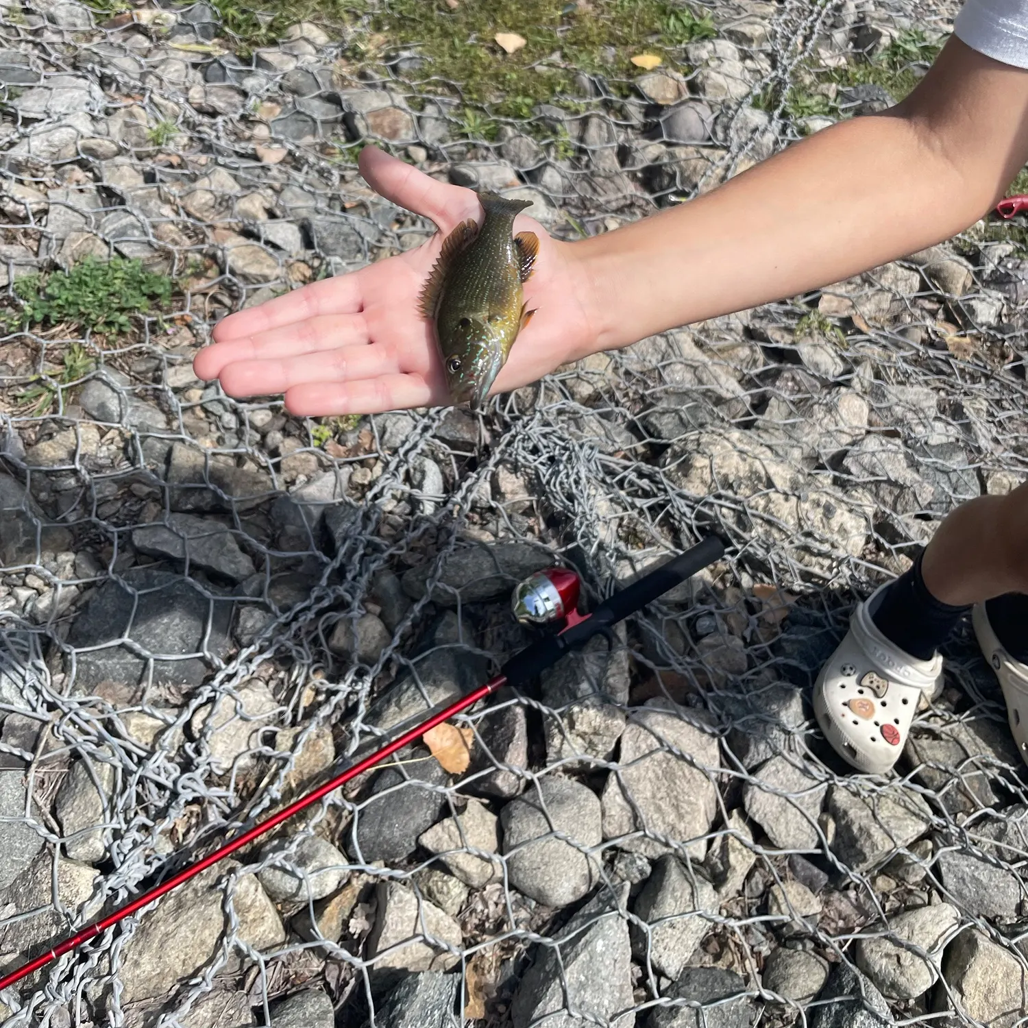 Fish caught on Fishbrain