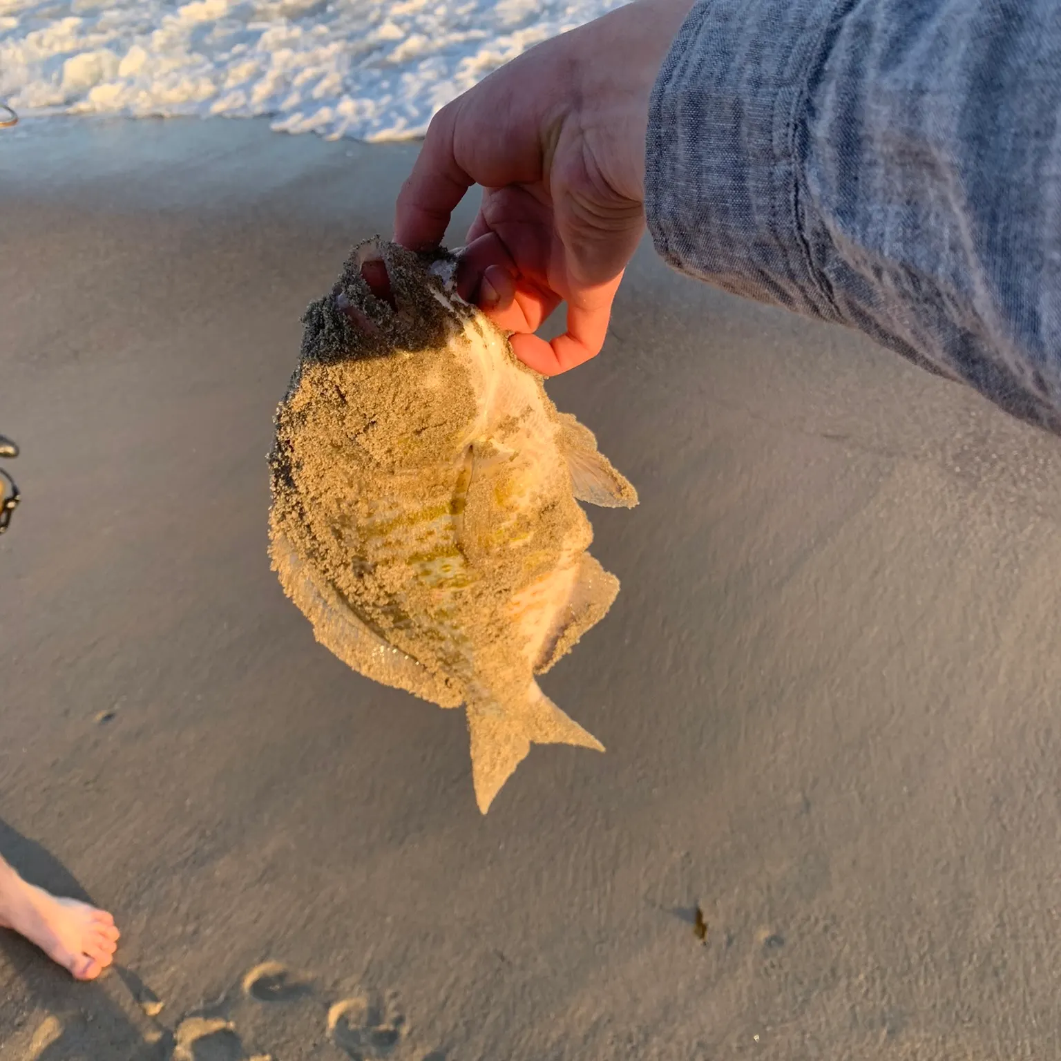 The most recent Barred surfperch catches on Fishbrain
