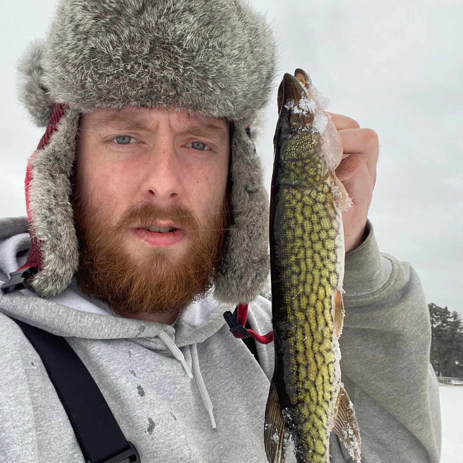 The most recent Chain pickerel catches on Fishbrain