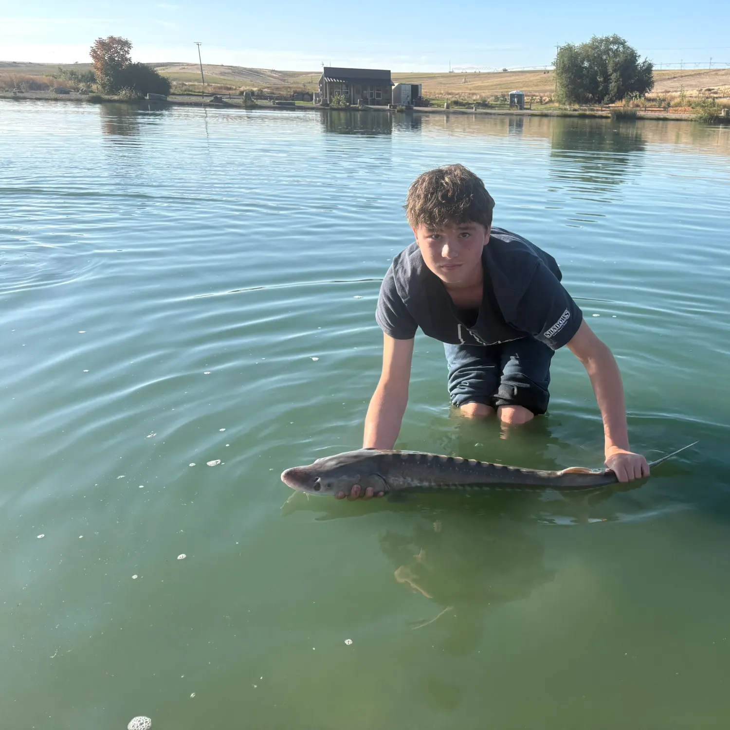 White sturgeon caught on Fishbrain