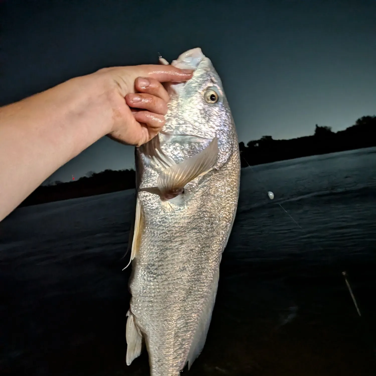 Freshwater drum caught on Fishbrain