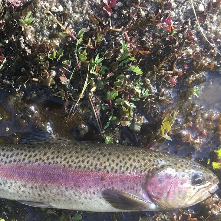 Rainbow trout caught on Fishbrain