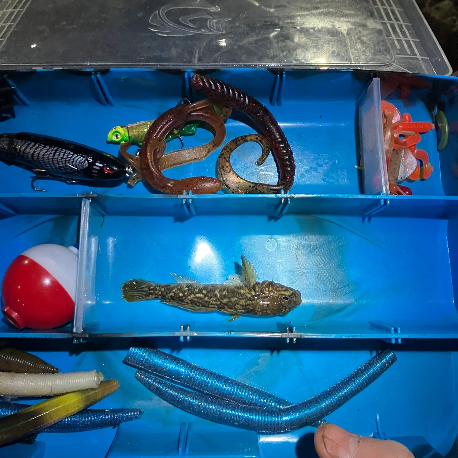 Round goby caught on Fishbrain