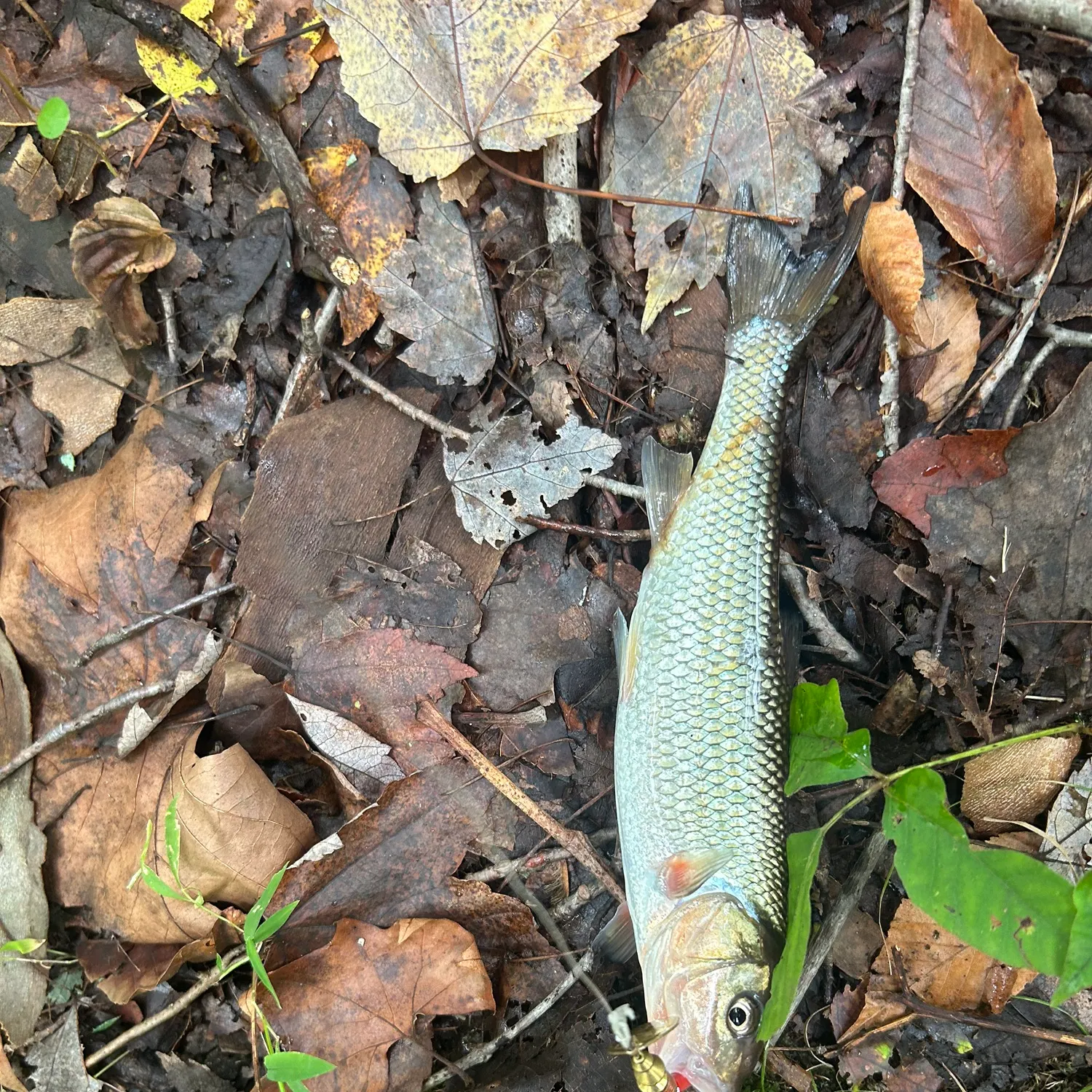 Fallfish caught on Fishbrain
