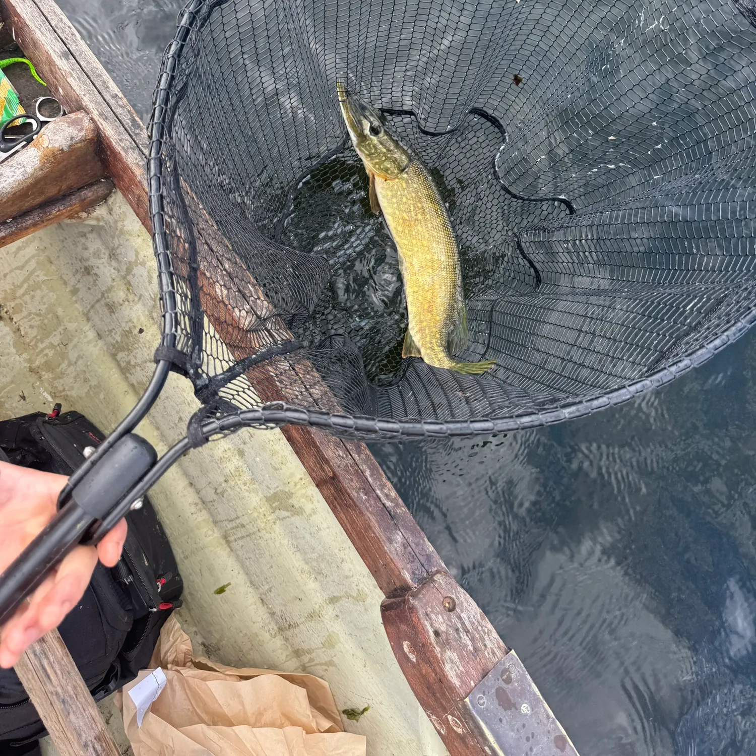 Northern pike caught on Fishbrain