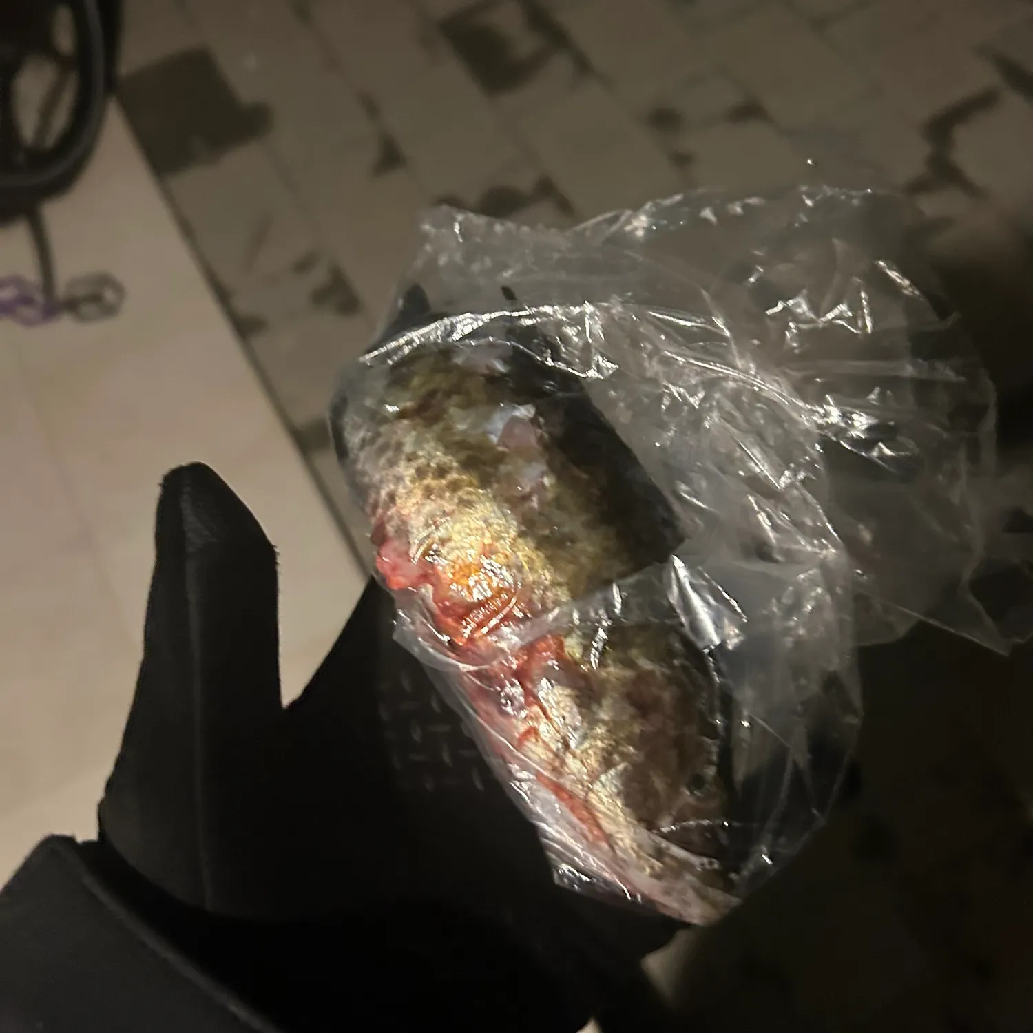 The most recent Painted comber catches on Fishbrain