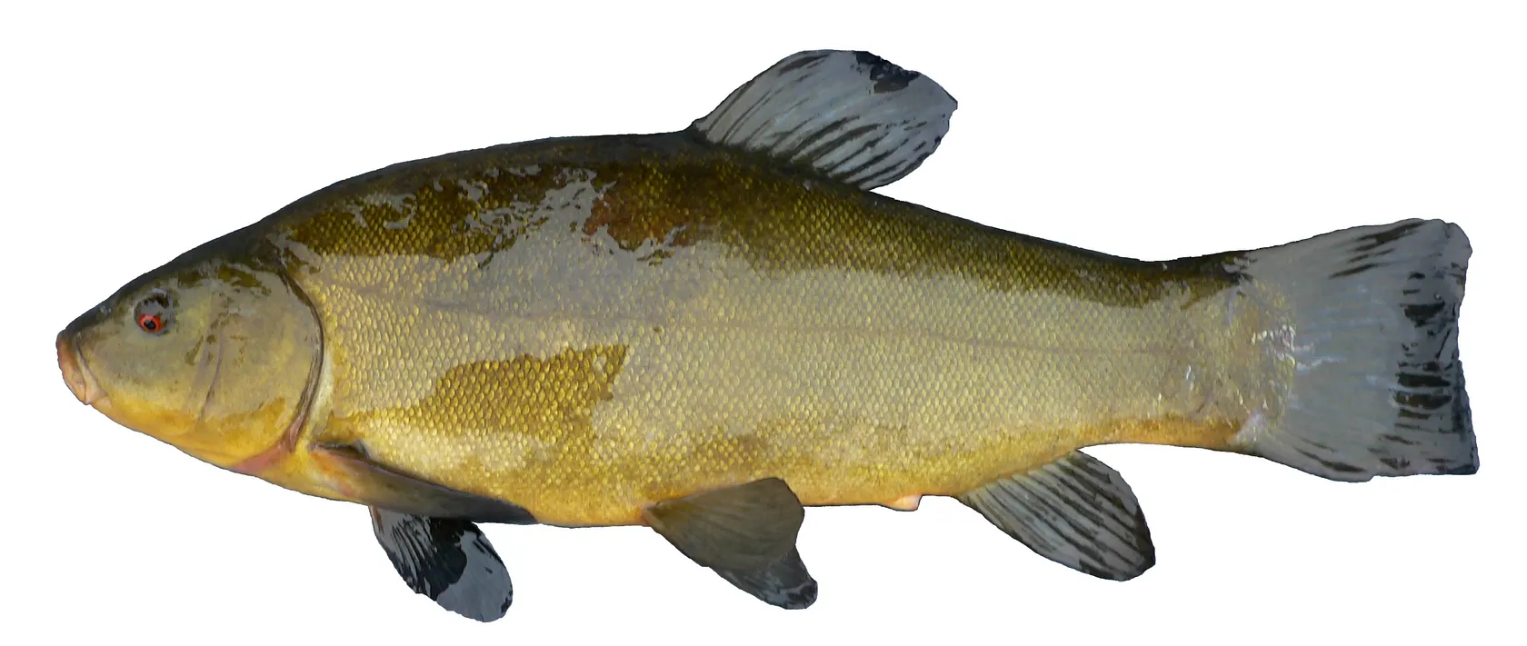 Tench