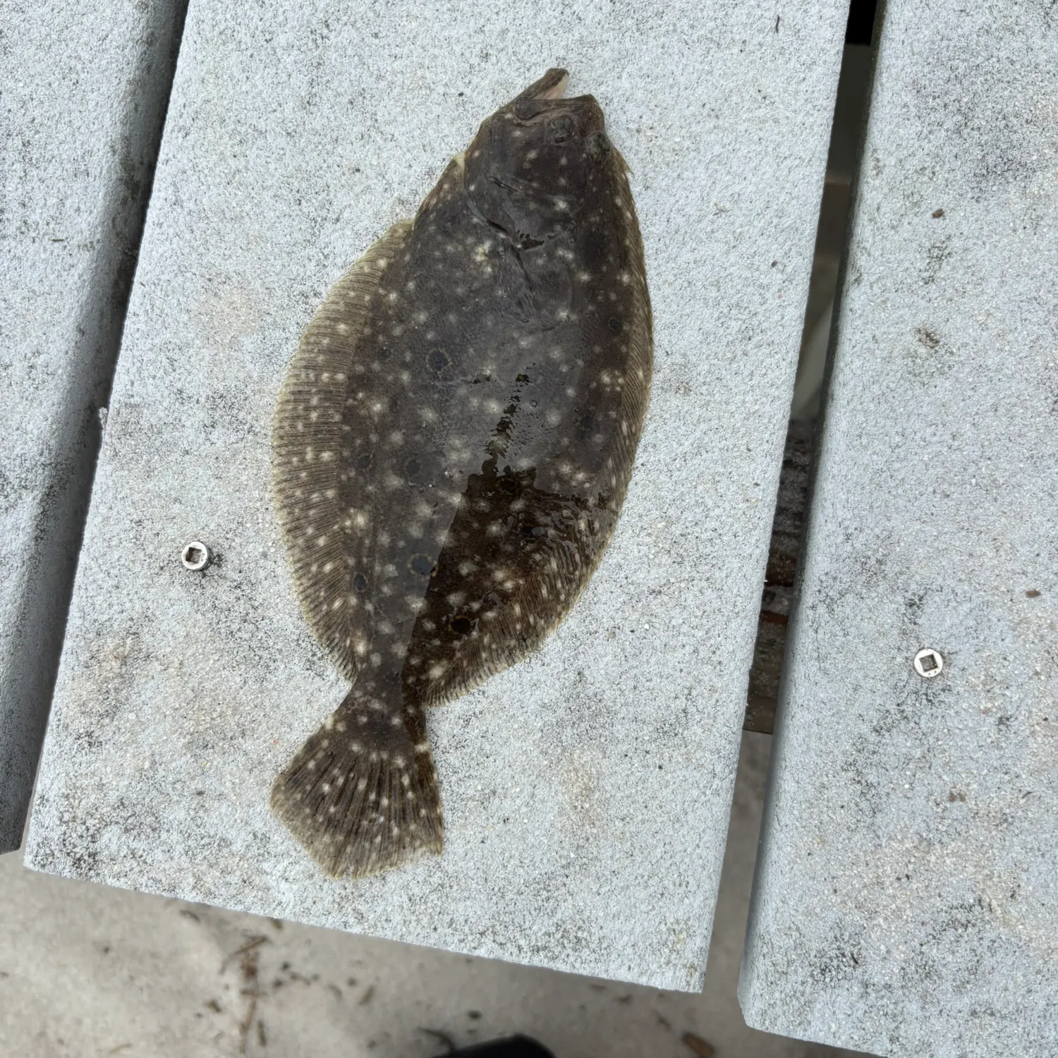 Summer flounder caught on Fishbrain