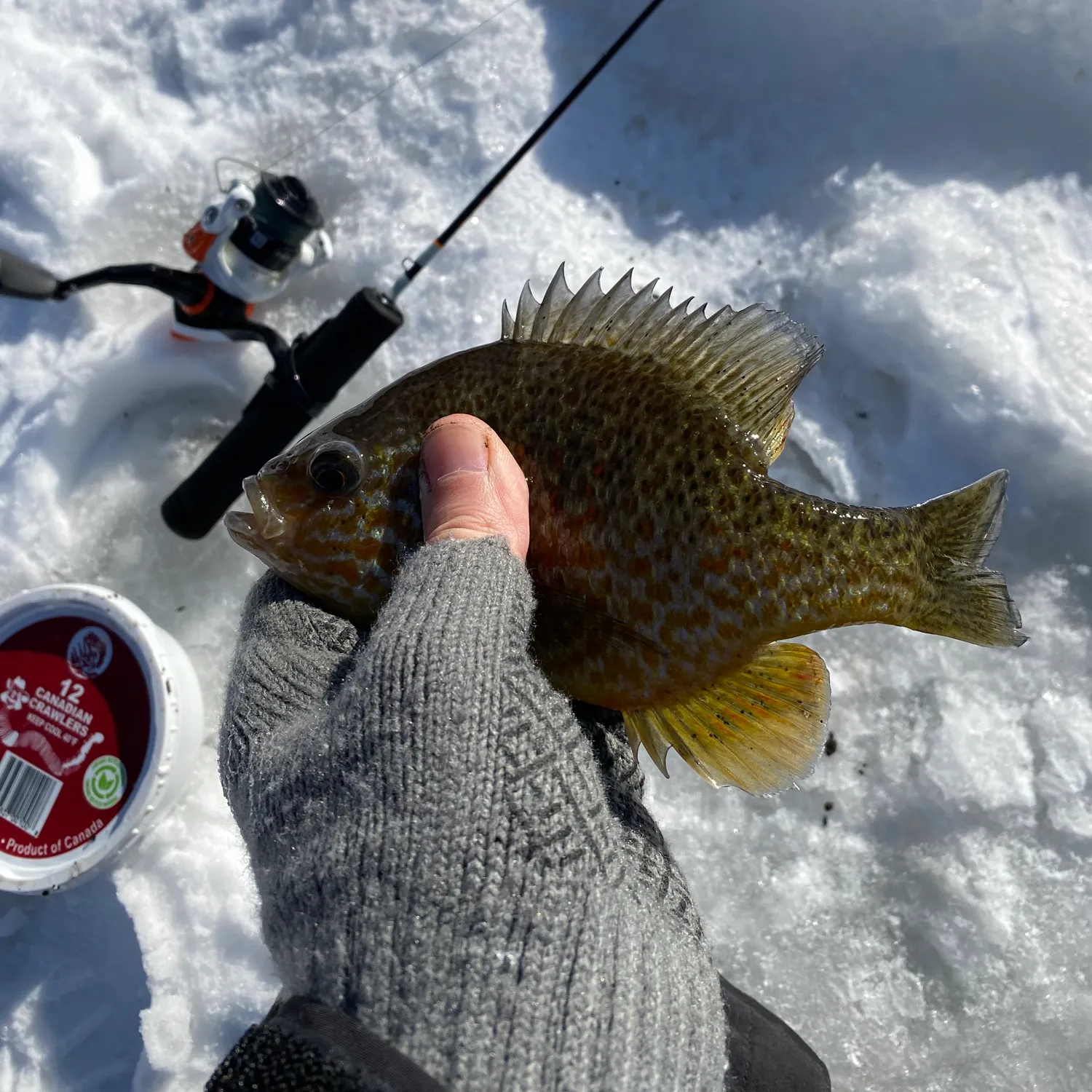 The most recent Pumpkinseed catches on Fishbrain