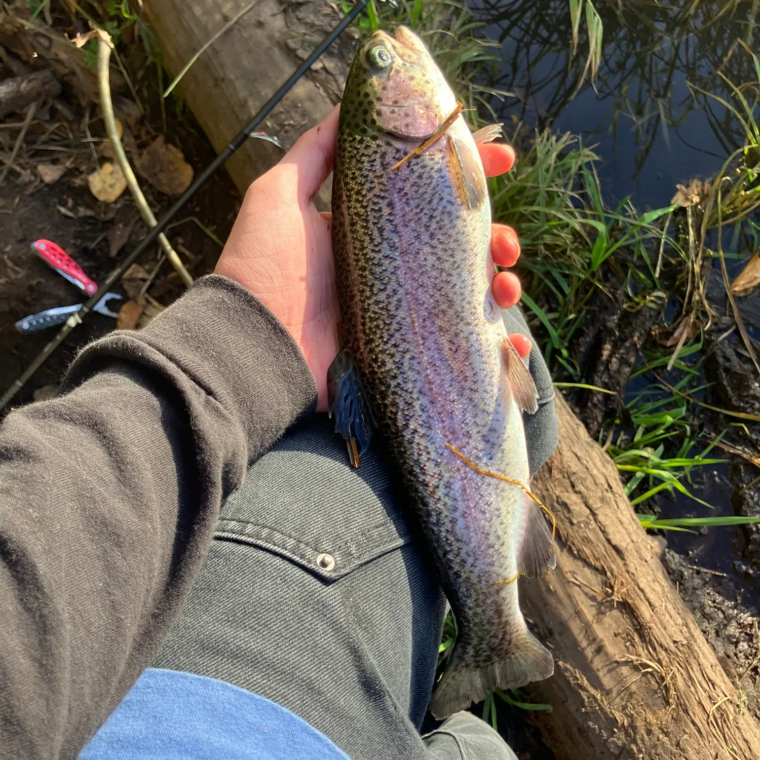 Fish caught on Fishbrain