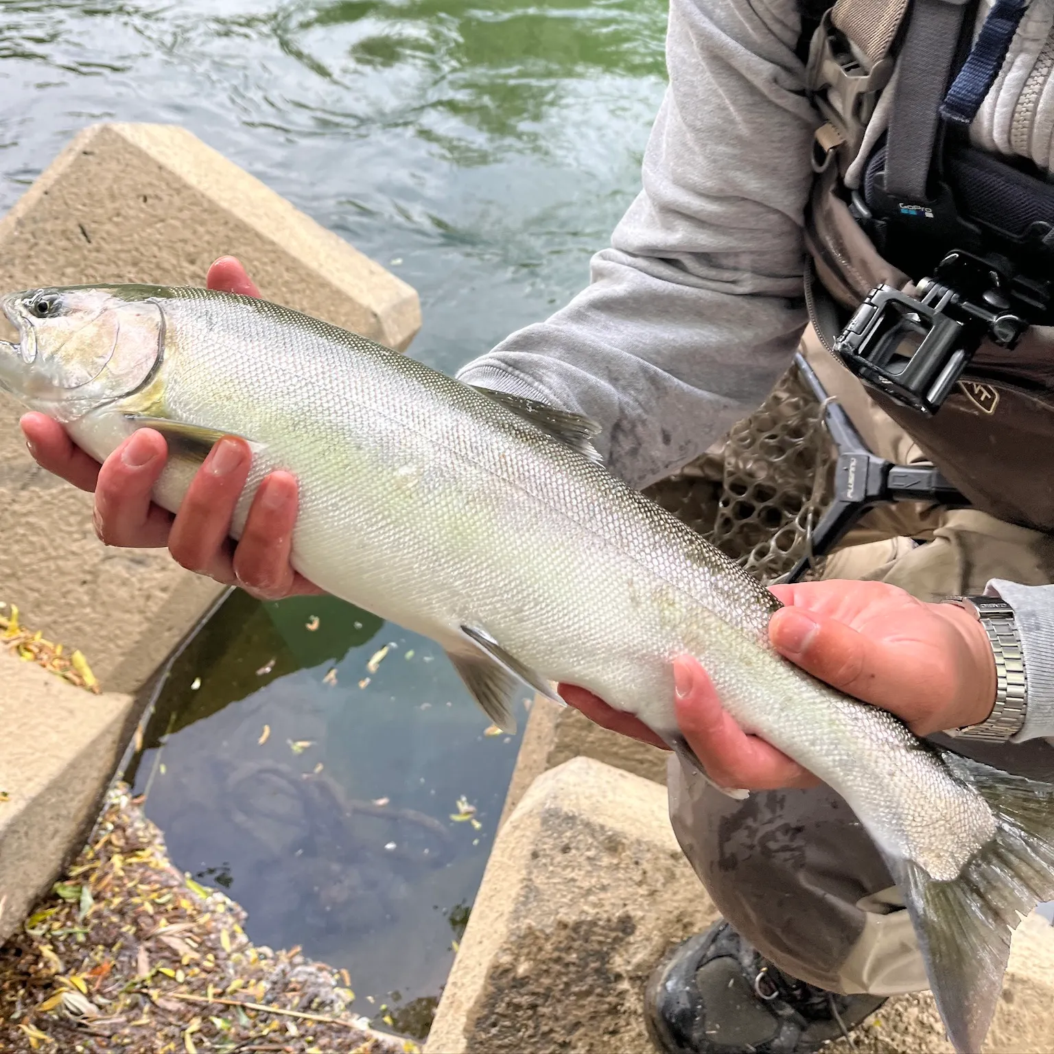 The most recent Cherry salmon catches on Fishbrain
