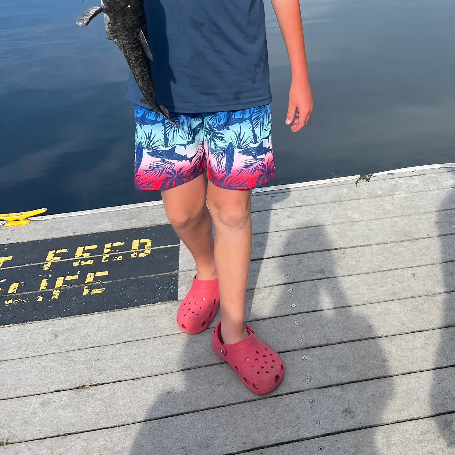 The most recent Brown bullhead catches on Fishbrain