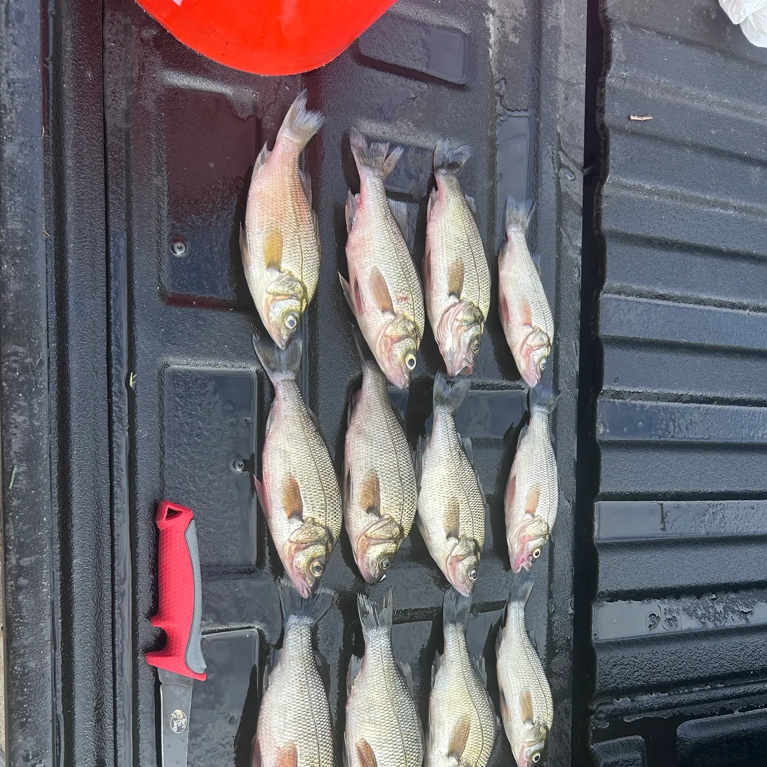 White perch caught on Fishbrain