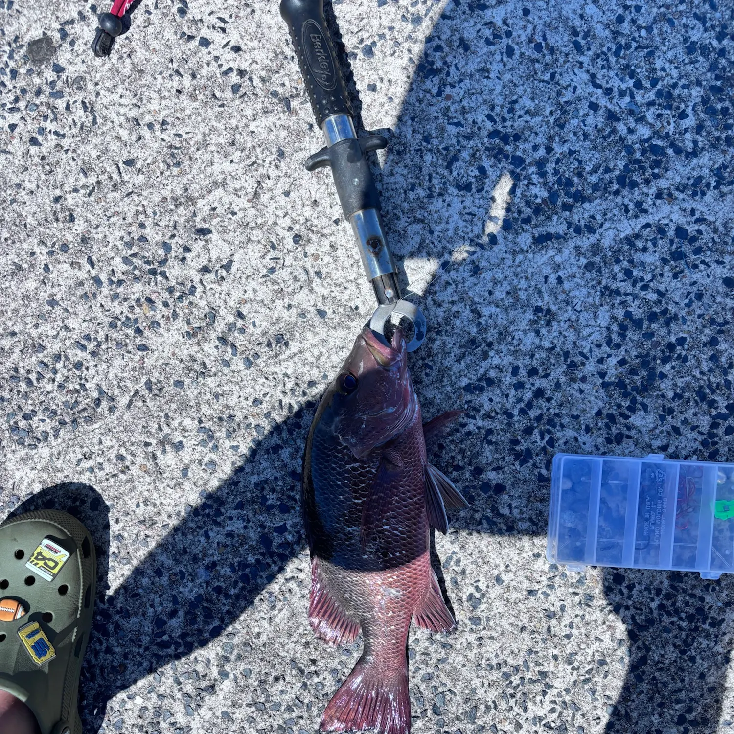 The most recent Mangrove red snapper catches on Fishbrain