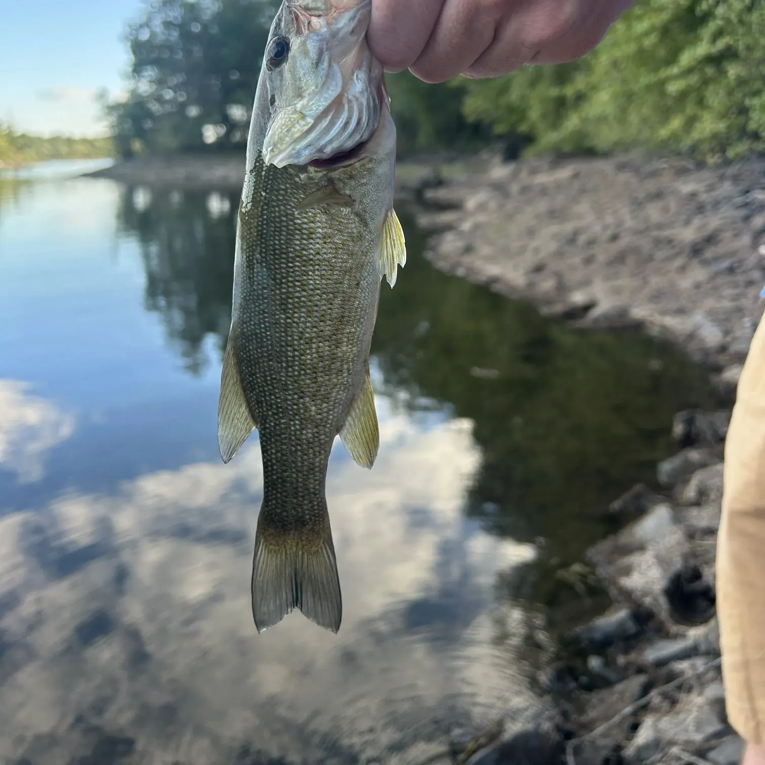 Smallmouth bass caught on Fishbrain