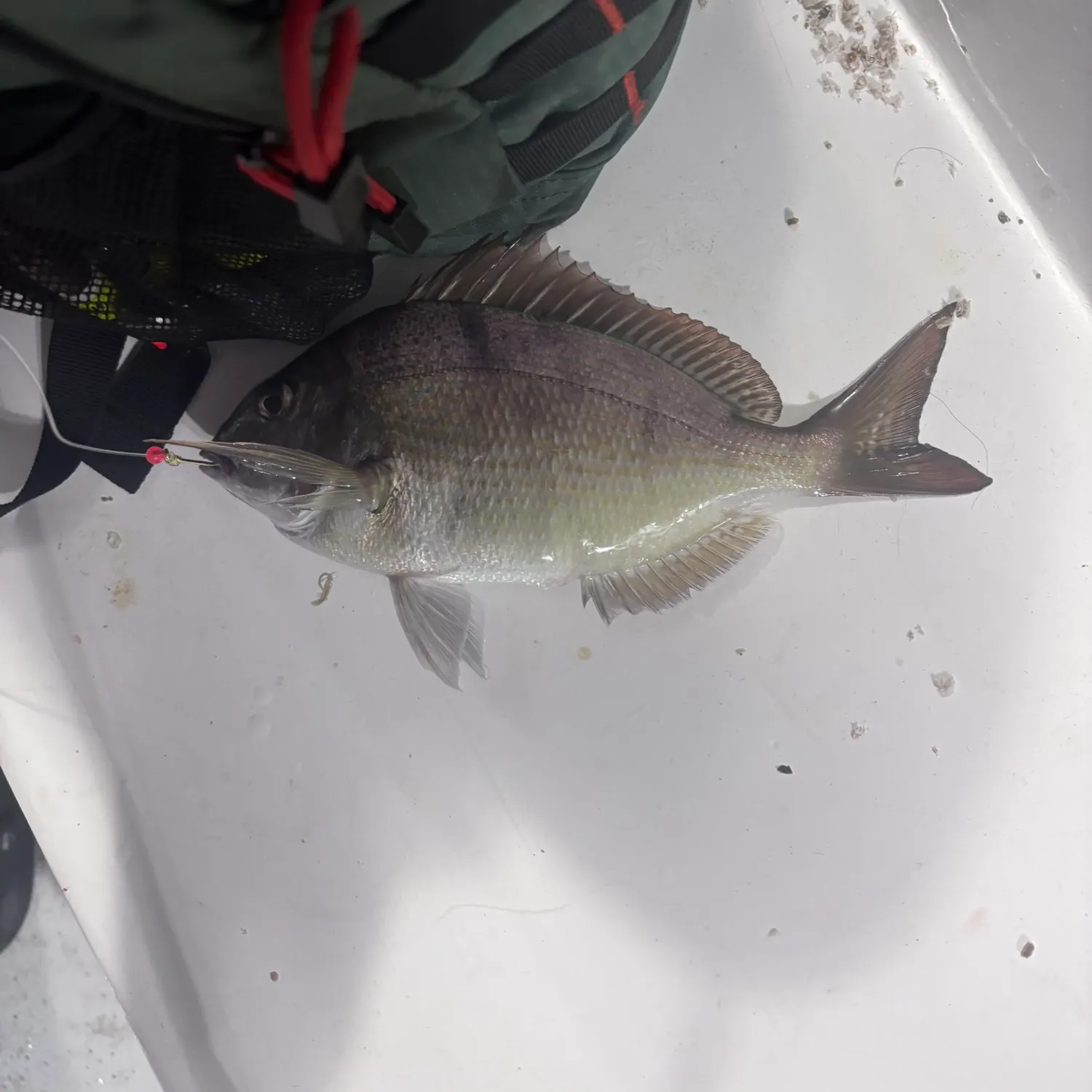 Scup caught on Fishbrain
