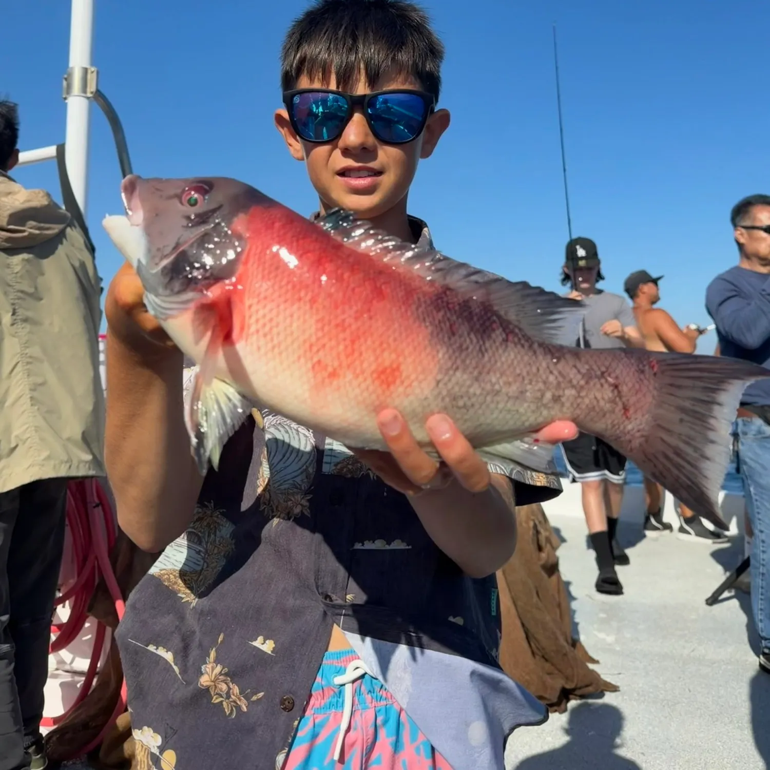California sheephead caught on Fishbrain