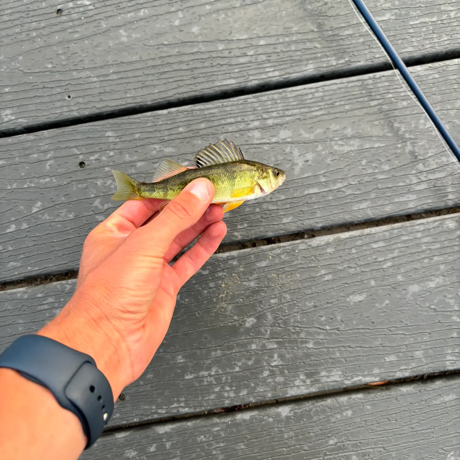 Yellow perch caught on Fishbrain