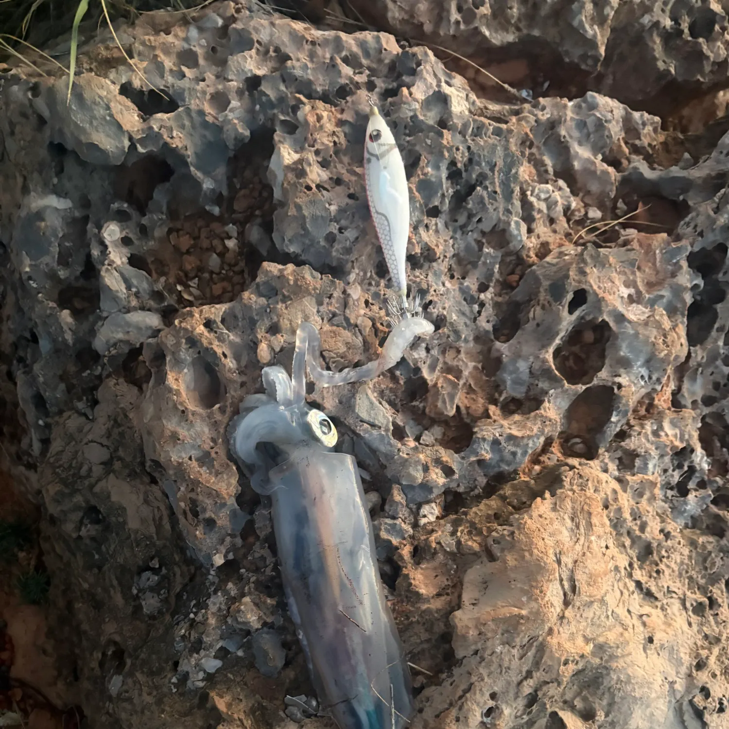 The most recent European flying squid catches on Fishbrain