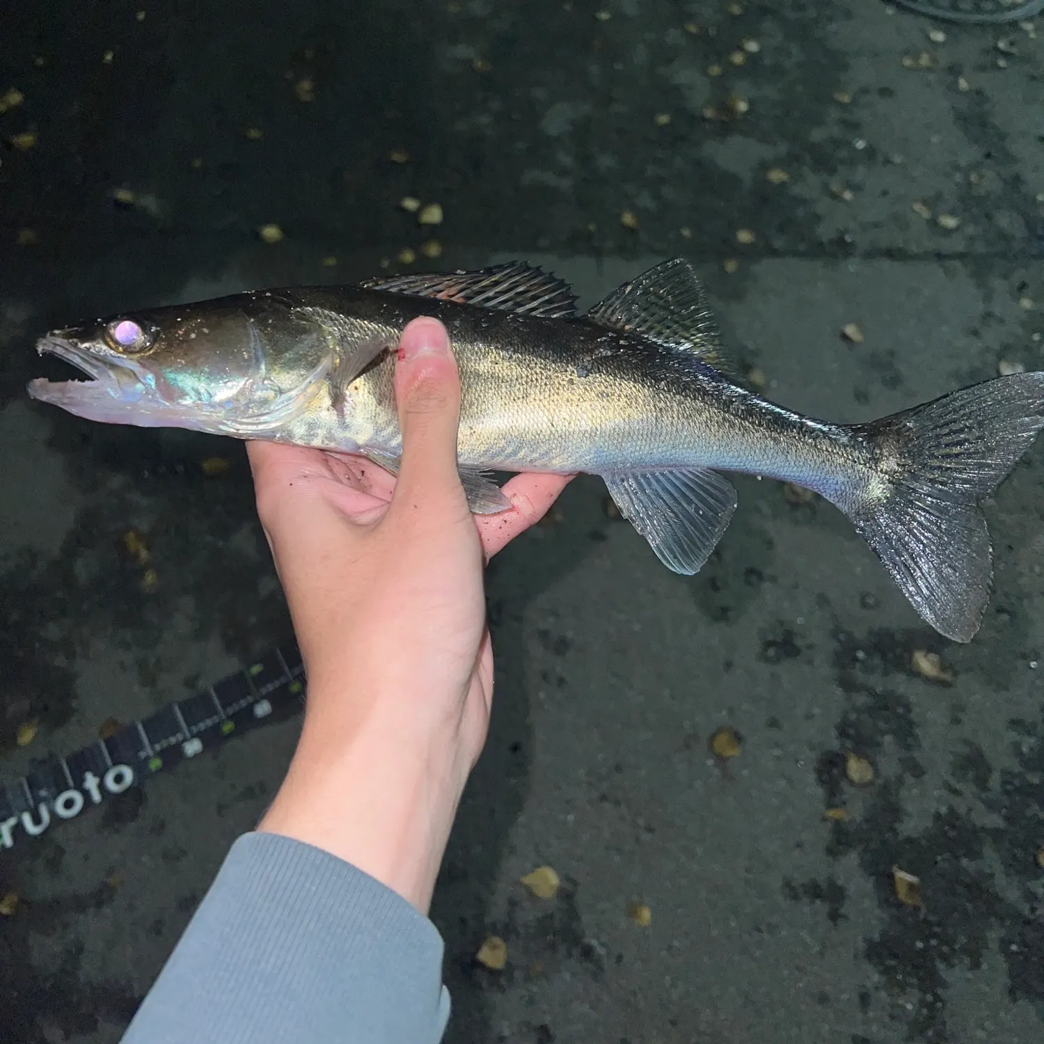 Zander caught on Fishbrain