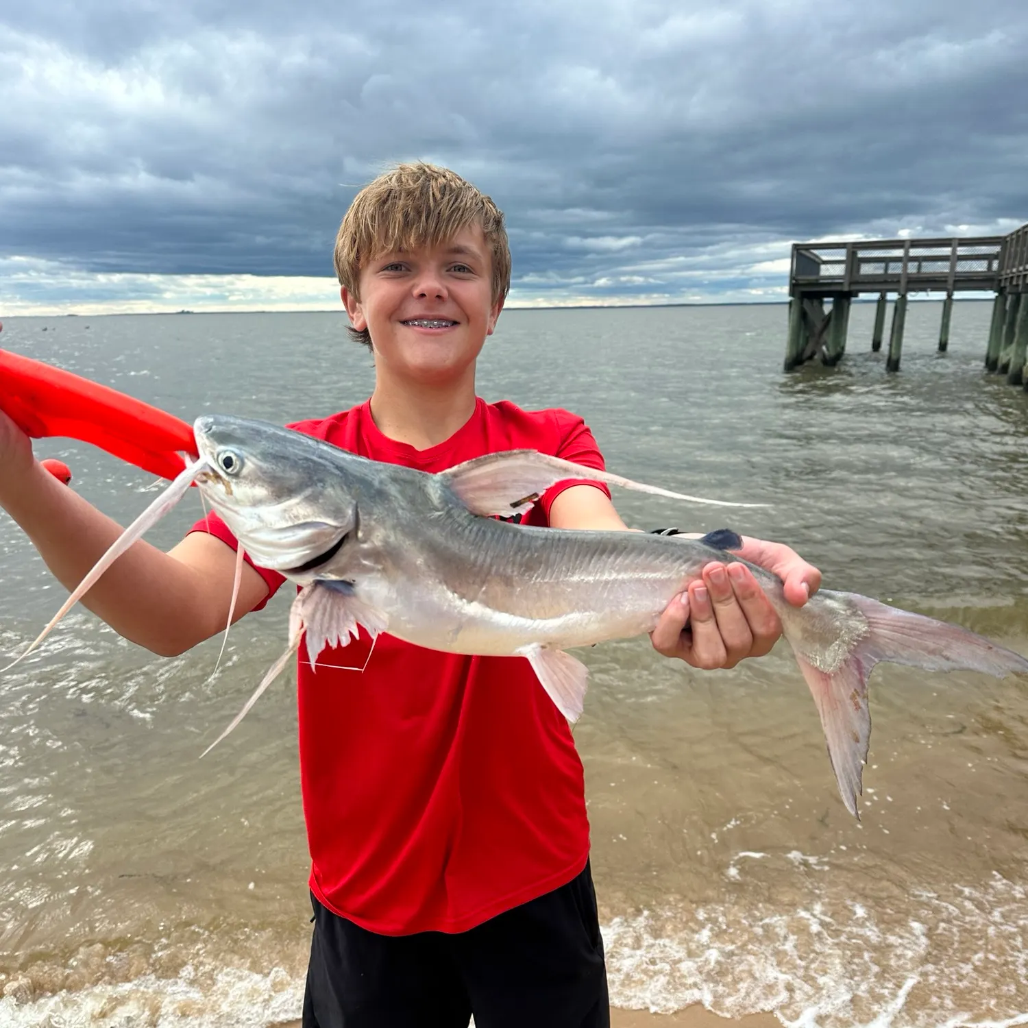 Gafftopsail sea catfish caught on Fishbrain