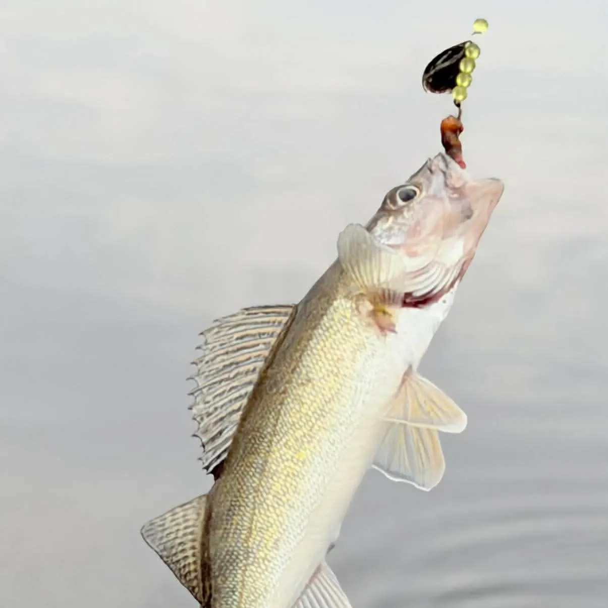 The most recent Walleye catches on Fishbrain