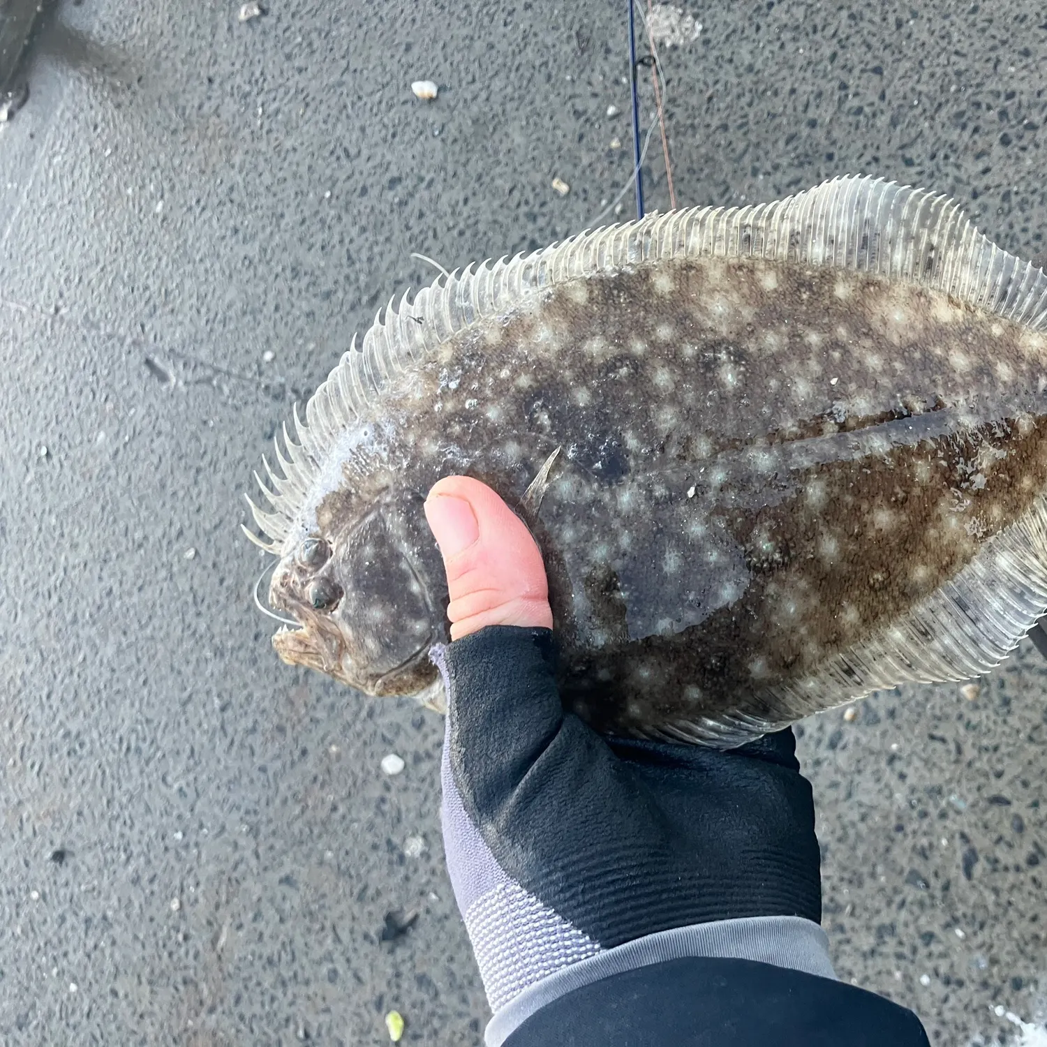 The most recent Smalltooth flounder catches on Fishbrain