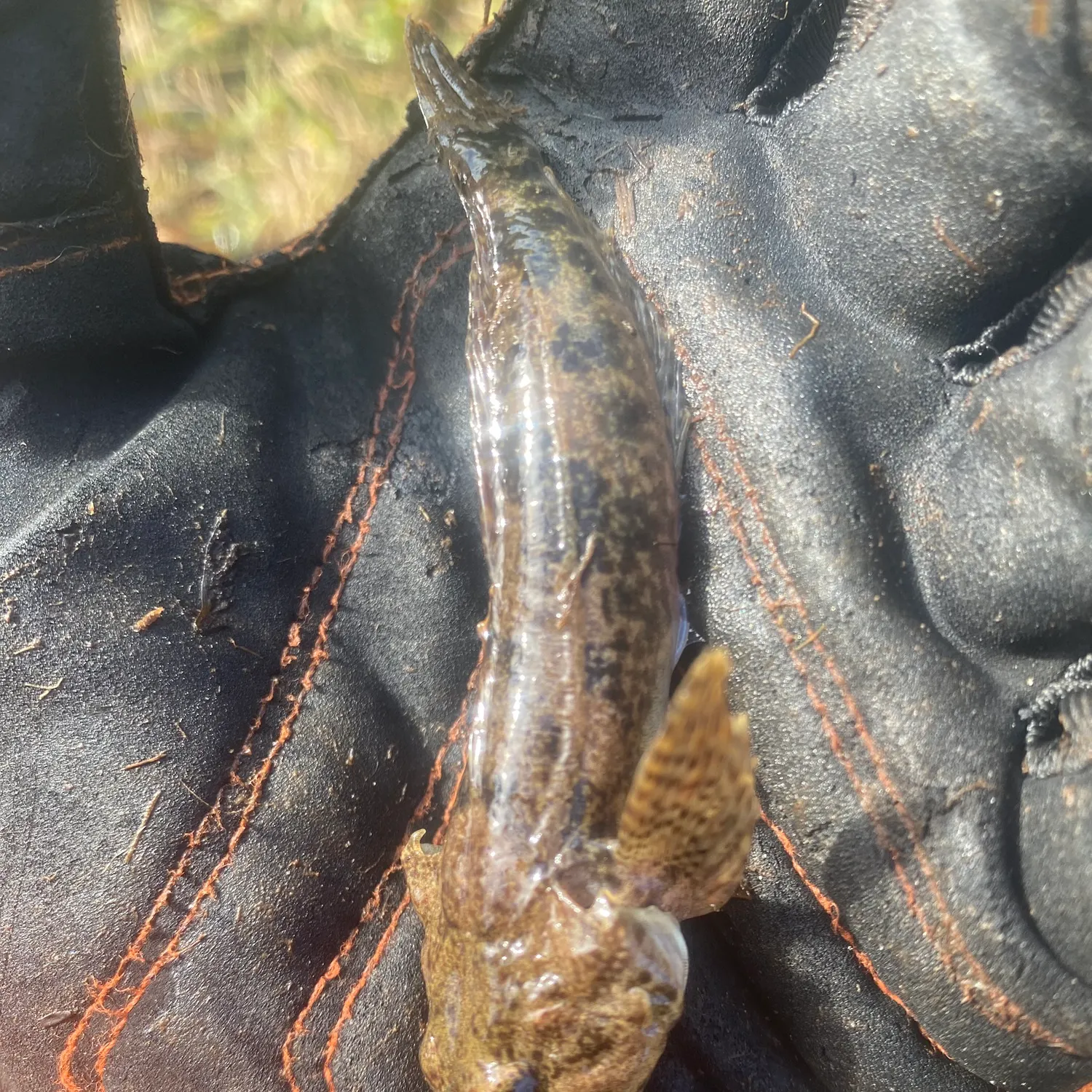 The most recent Slimy sculpin catches on Fishbrain