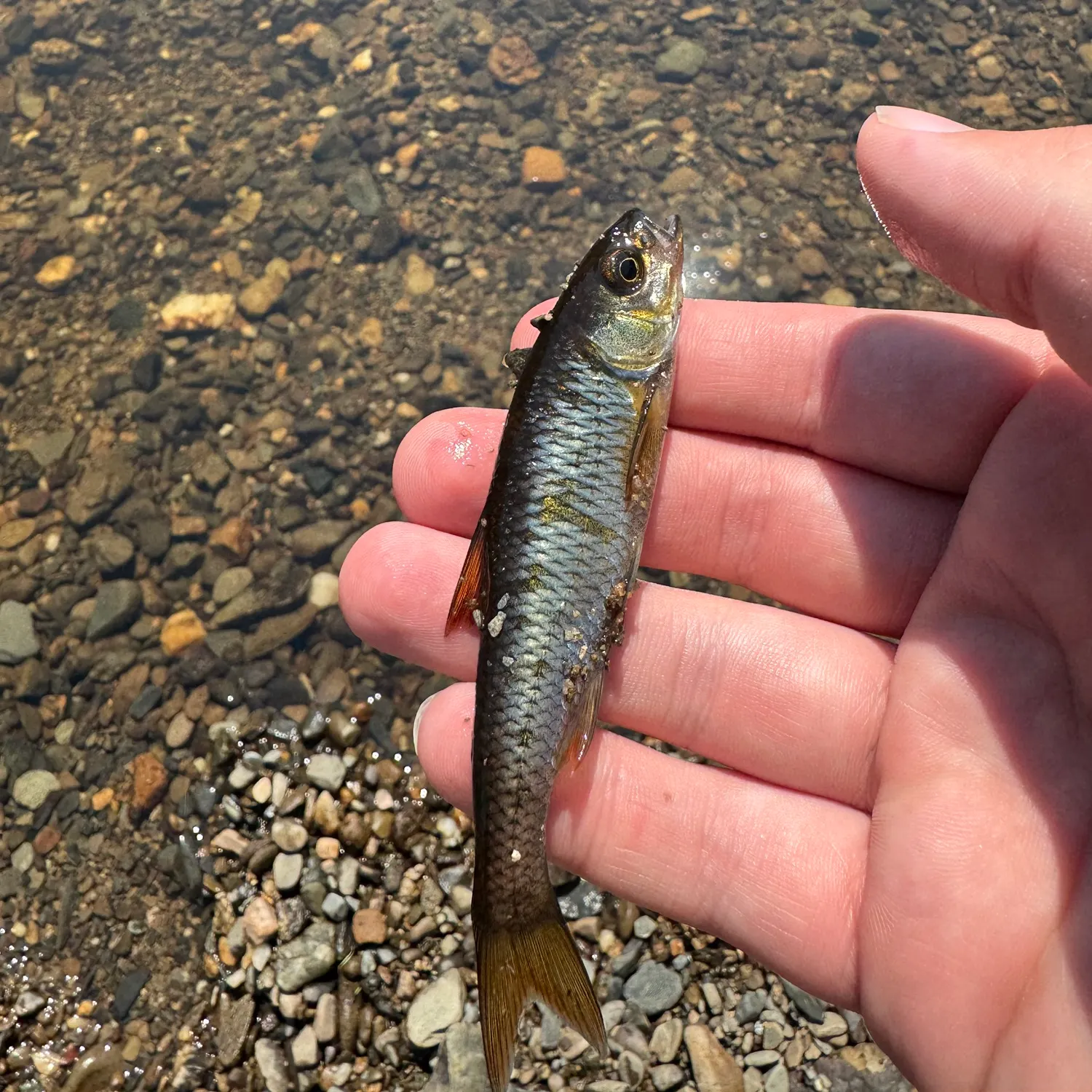 The most recent Common shiner catches on Fishbrain