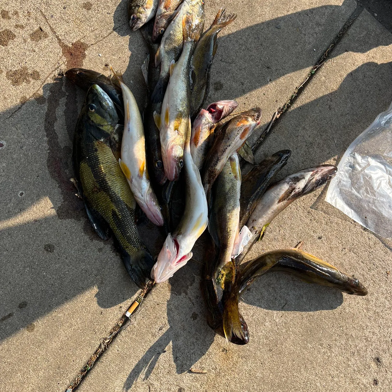 recently logged catches