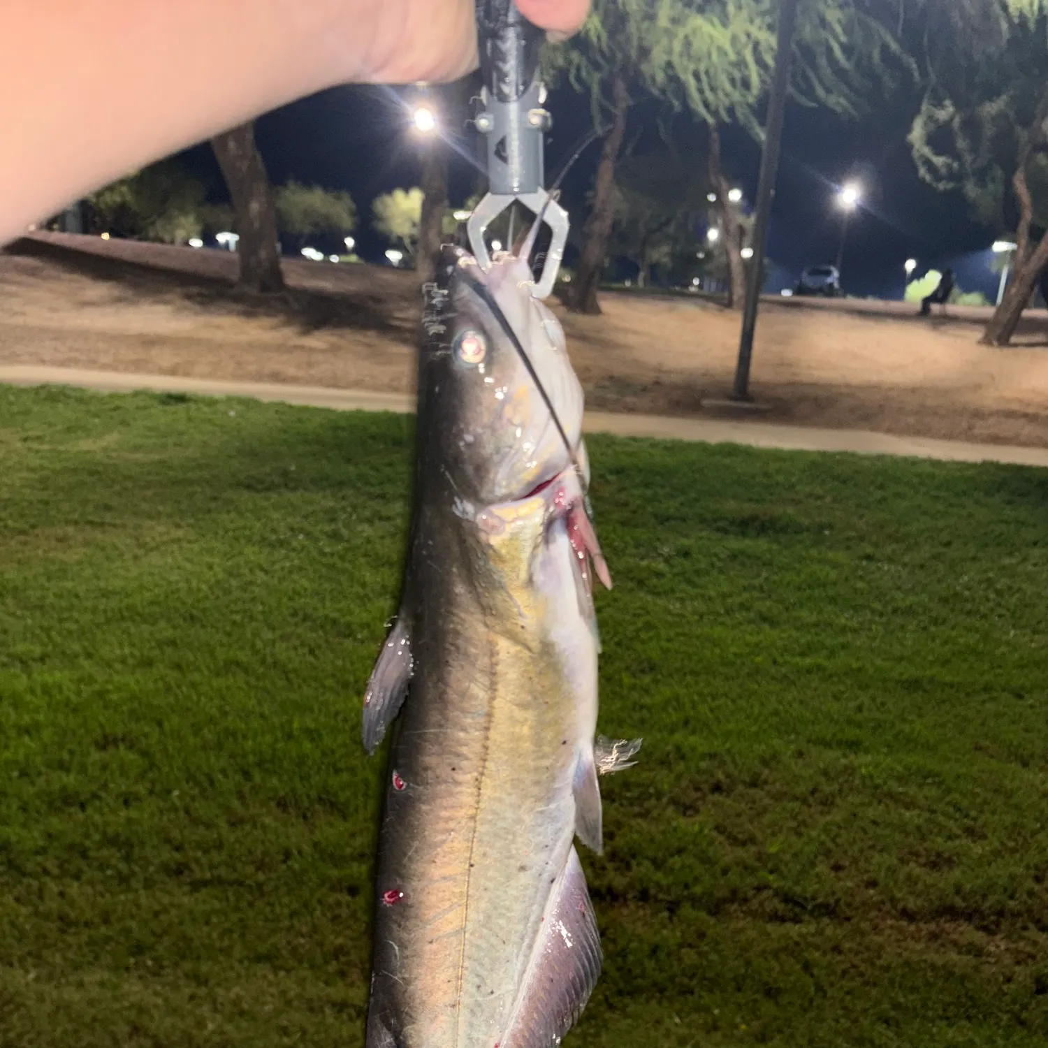 Channel catfish caught on Fishbrain