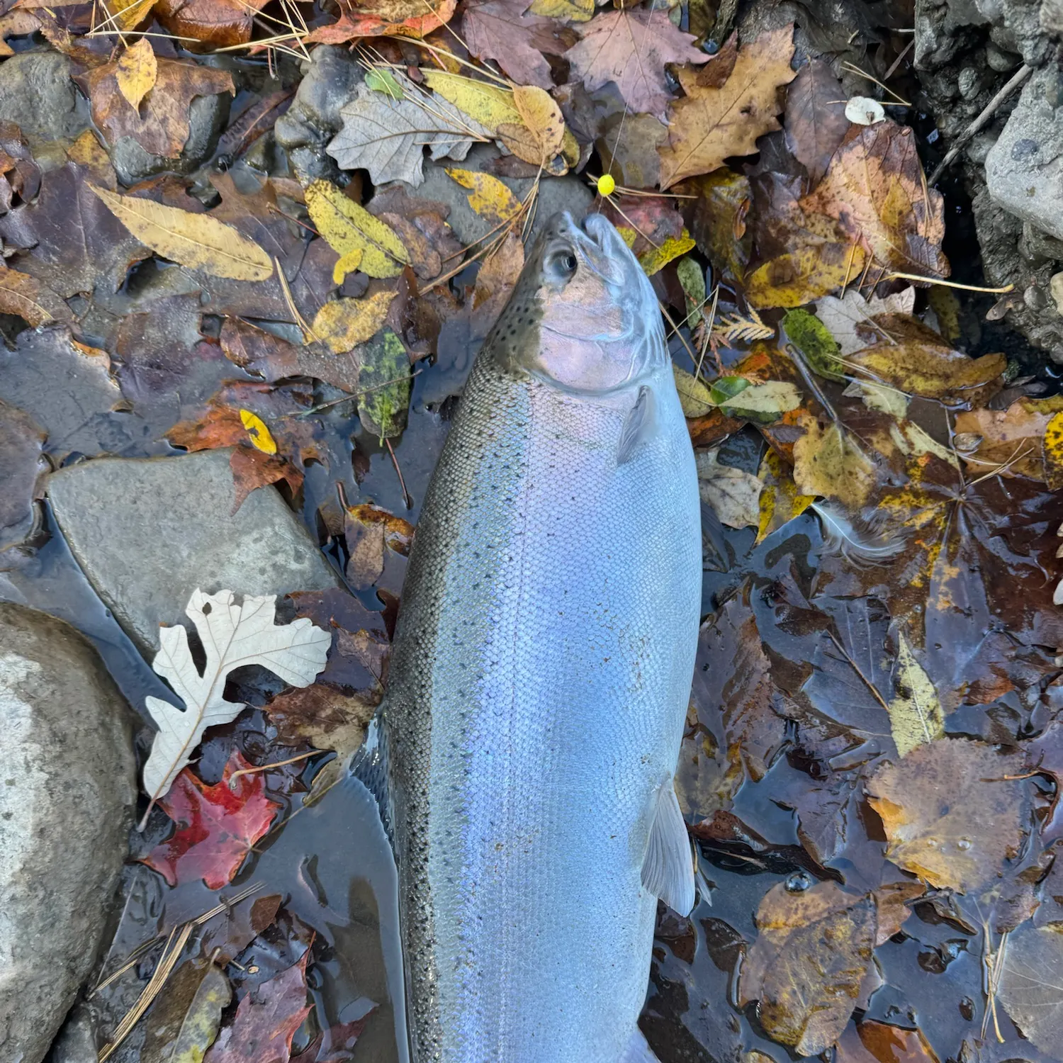 Steelhead caught on Fishbrain