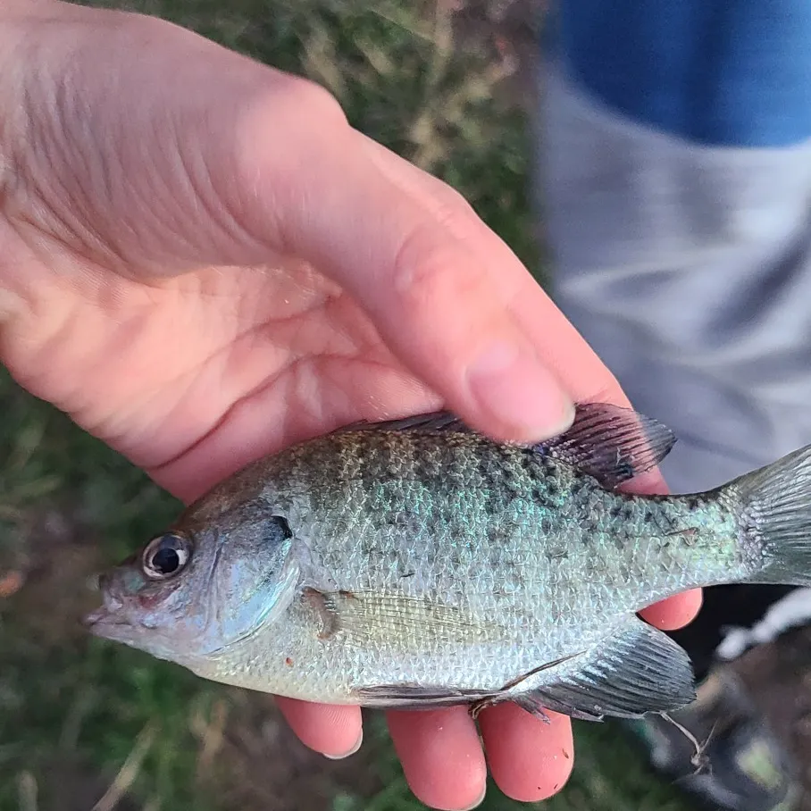 angler catch