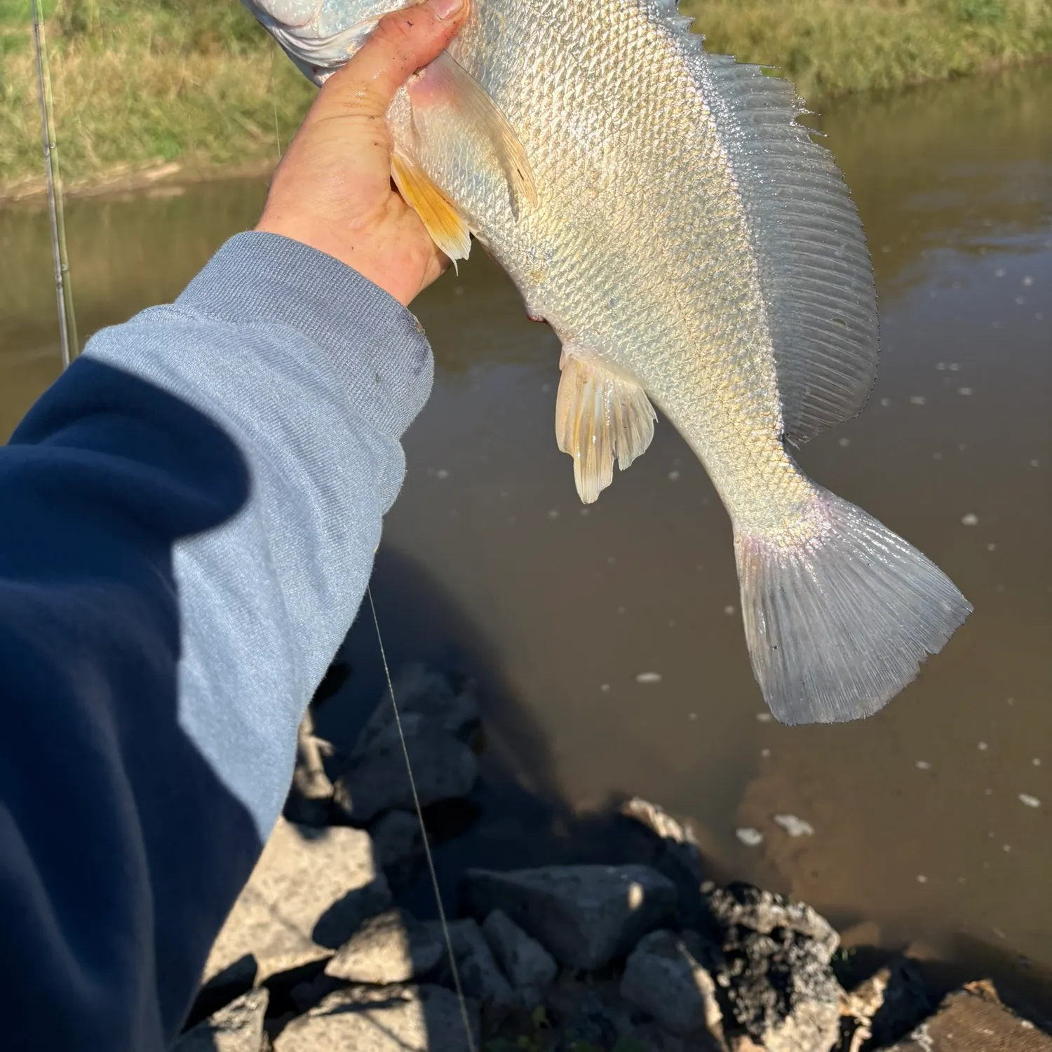 Freshwater drum caught on Fishbrain