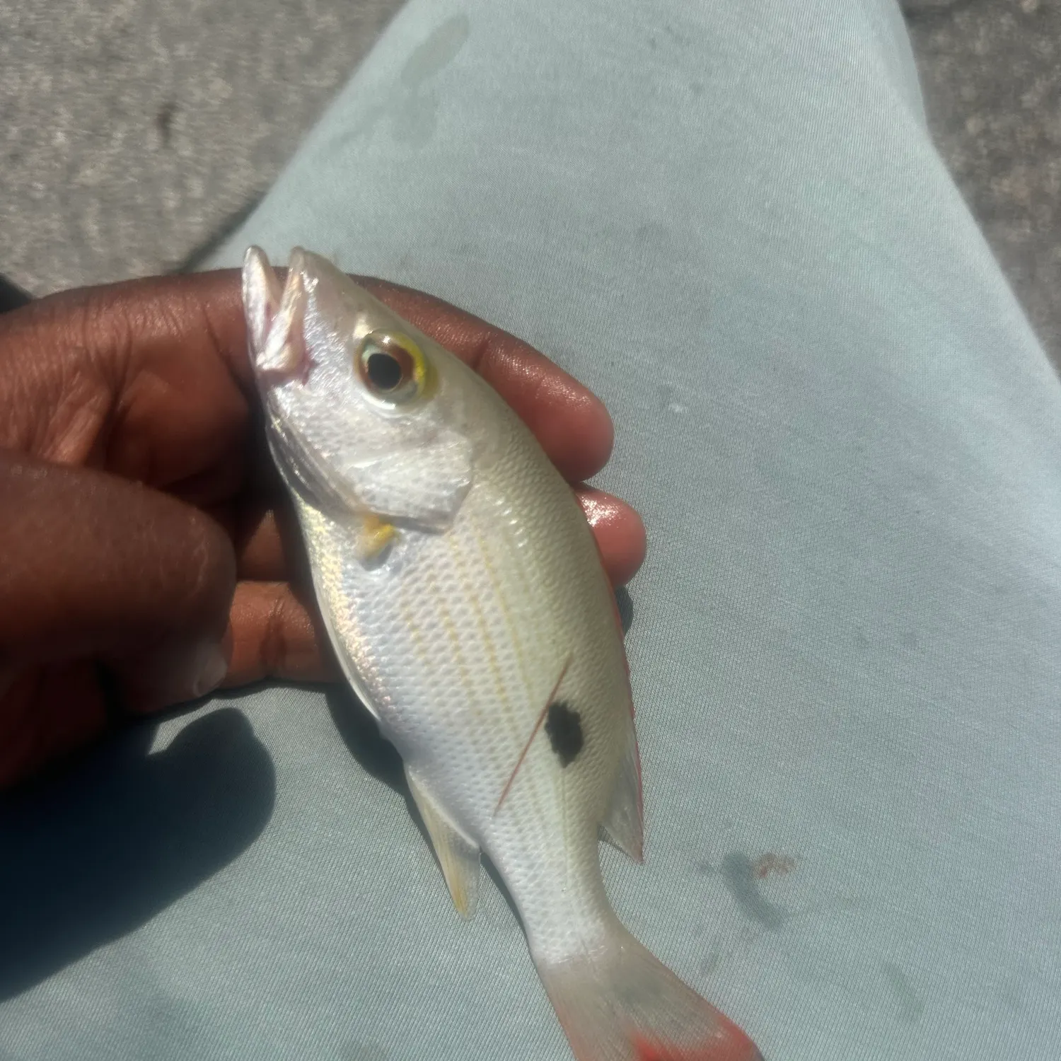 Lane snapper caught on Fishbrain