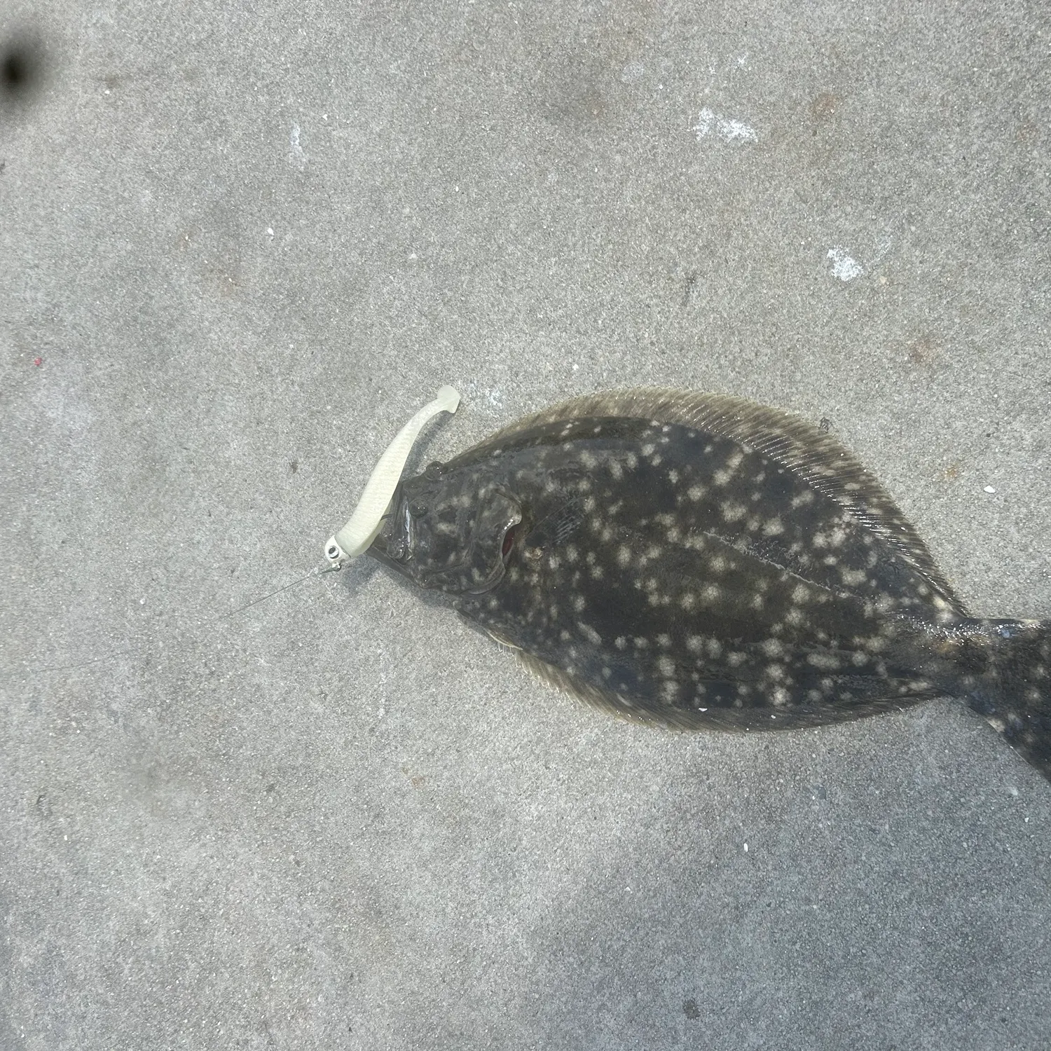 Summer flounder caught on Fishbrain