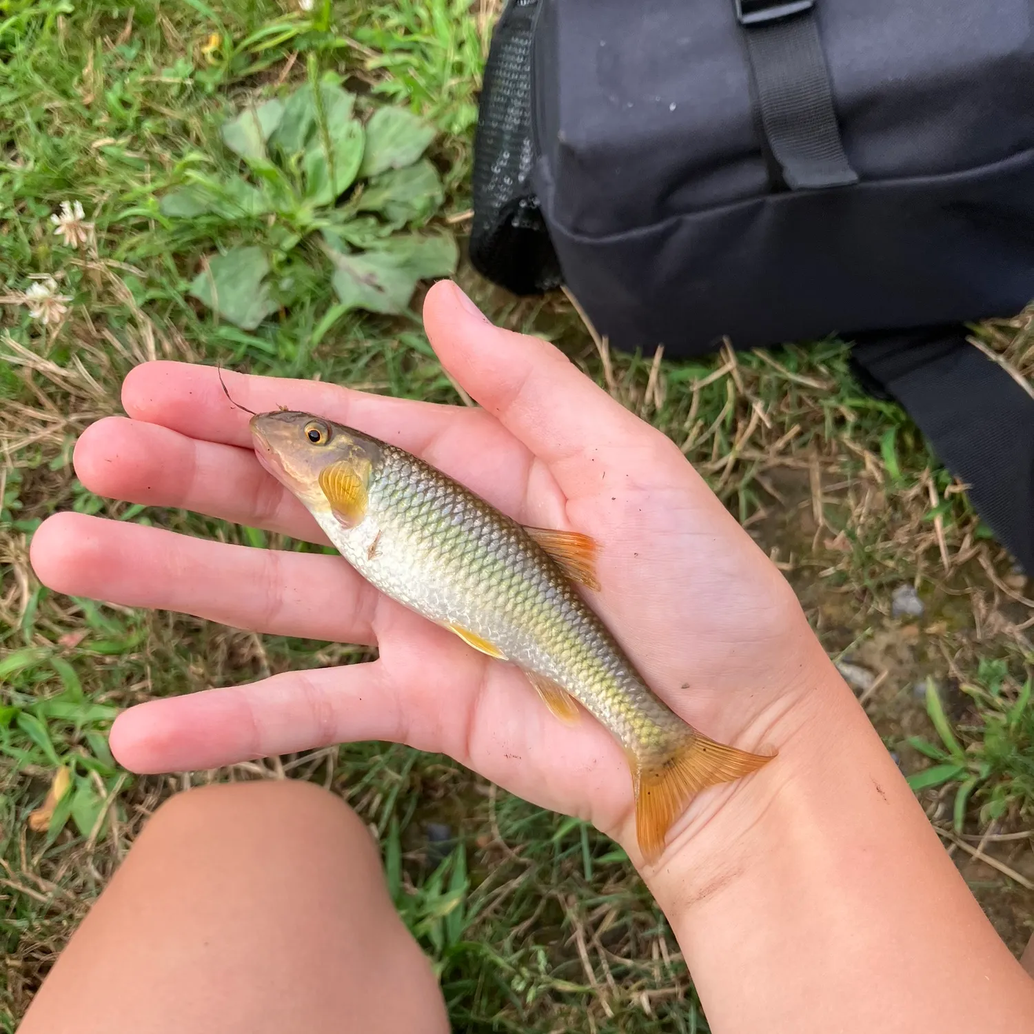 The most recent Fallfish catches on Fishbrain